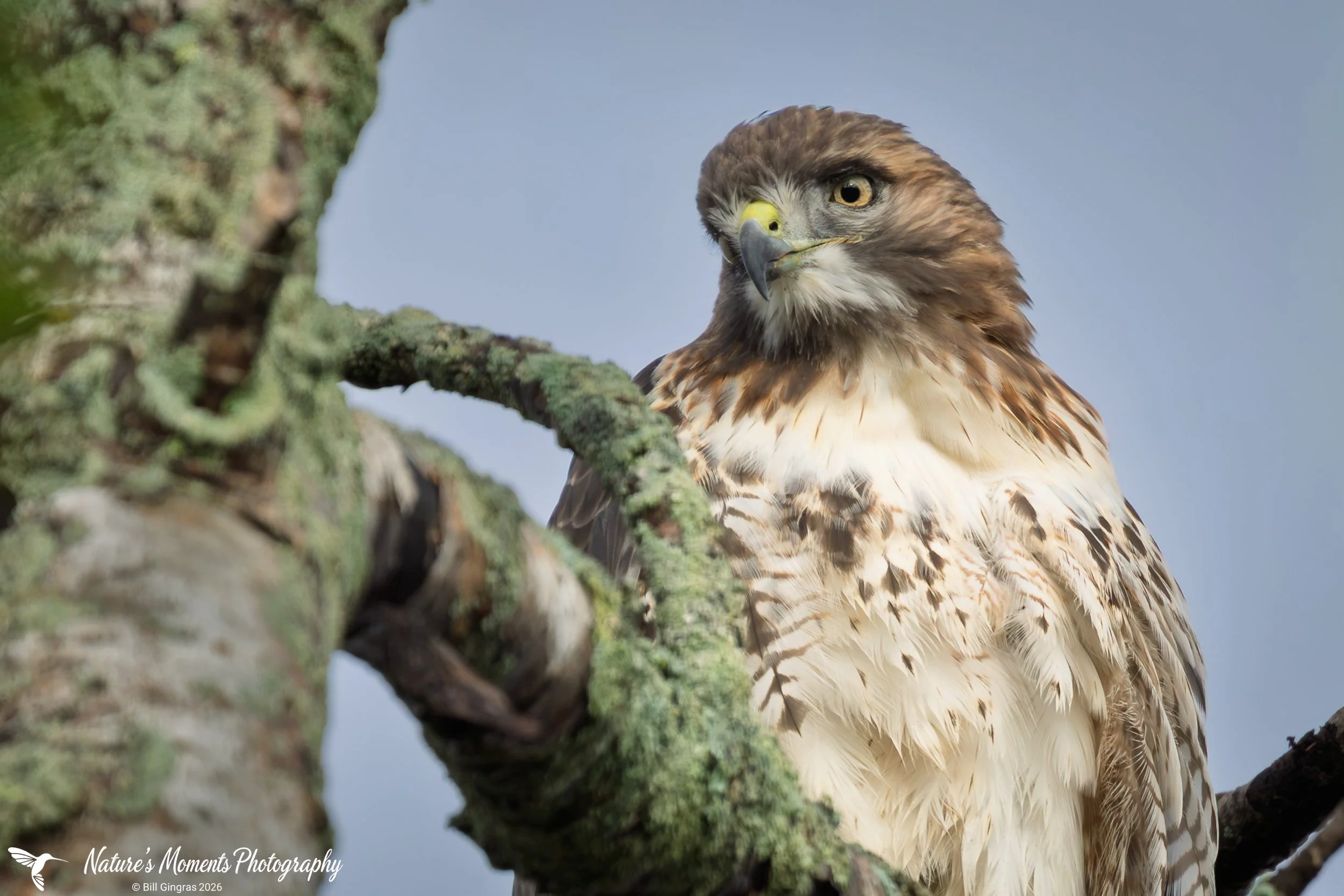2026-10-12 Wildlife Birds Birds of Prey Hawk Scarborough ME-1.jpg