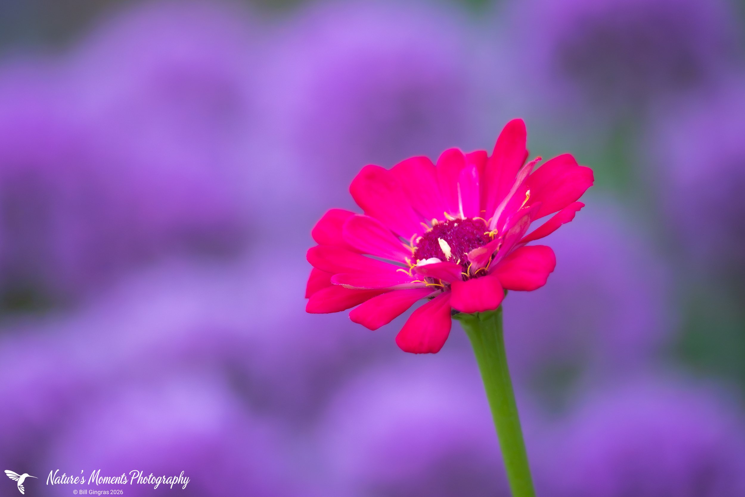 2026-08-14 Landscapes Flowers Community Garden OOb ME-1.jpg