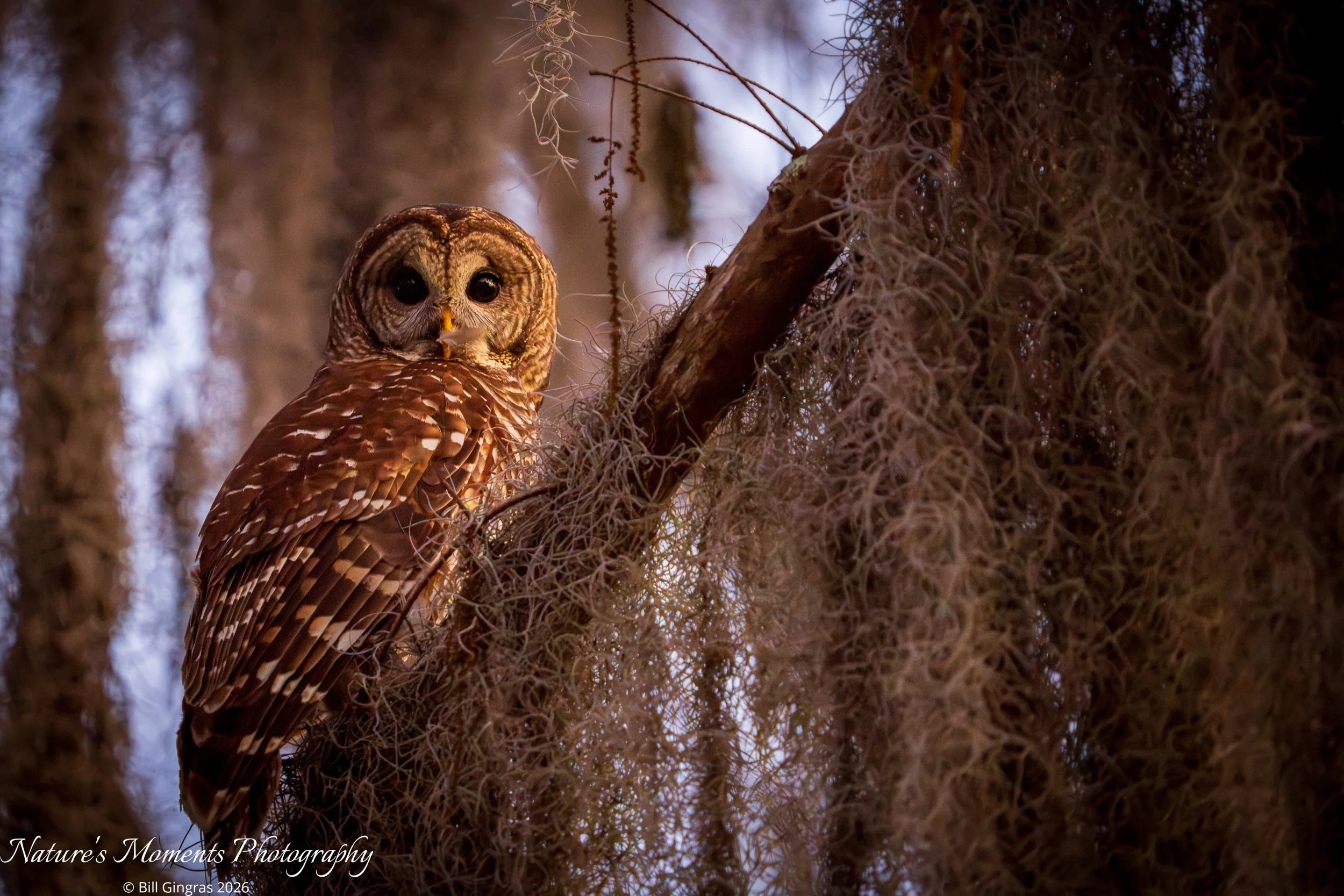 2026-02-26 Birds Birds of Prey Barred Owl Harns Marsh FL-1.jpg