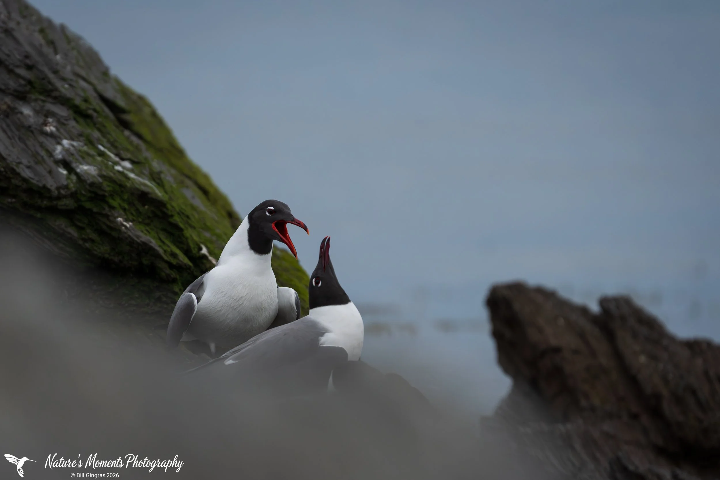 2026-05-24 Birds Wading Birds Gulls Scarborough ME-1.jpg