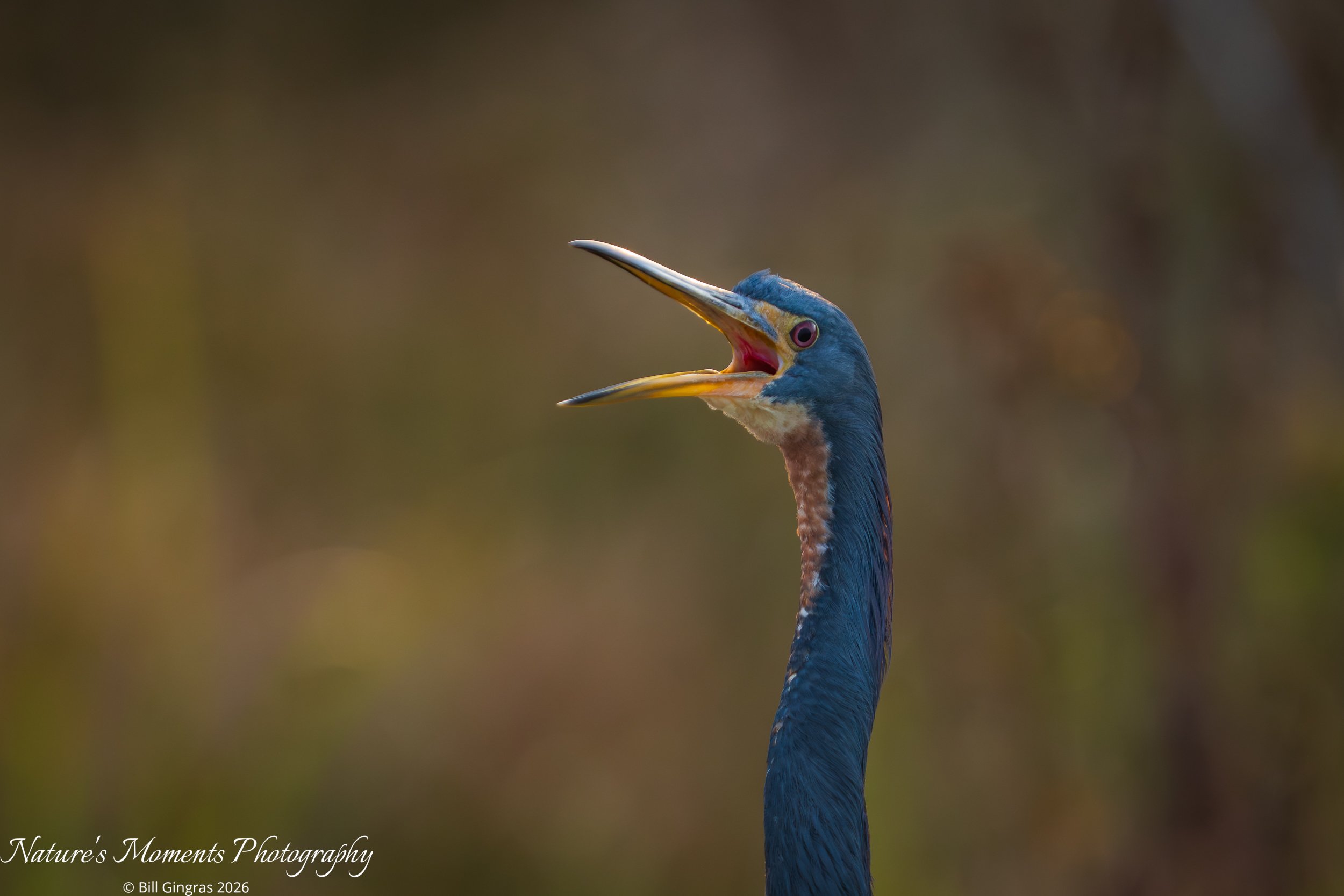 2026-01-22 Birds Wading Birds Heron Apopka FL-1.jpg