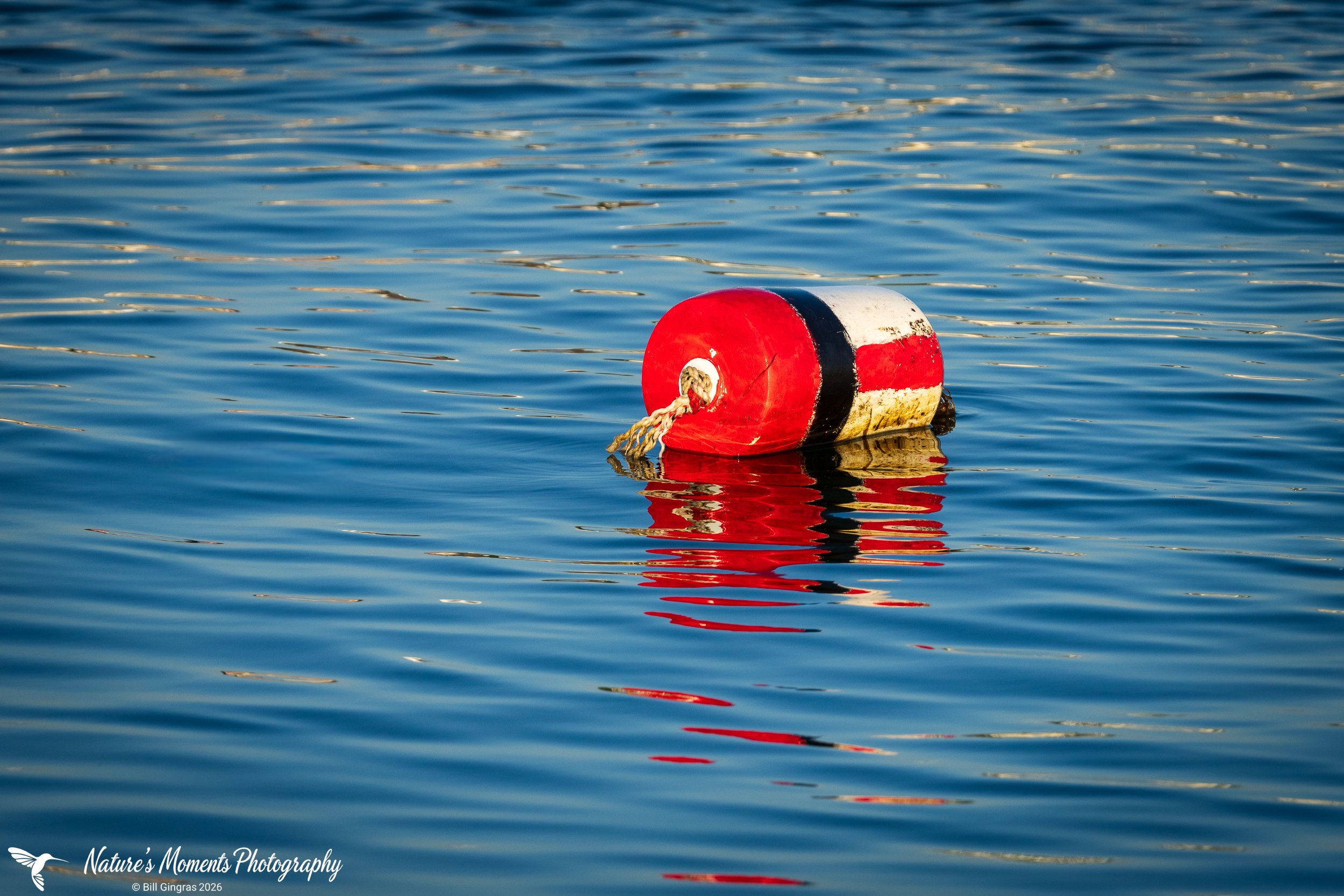 2026-06-24 Landscapes Coastal Buoy Spring Point Ledge ME-1.jpg