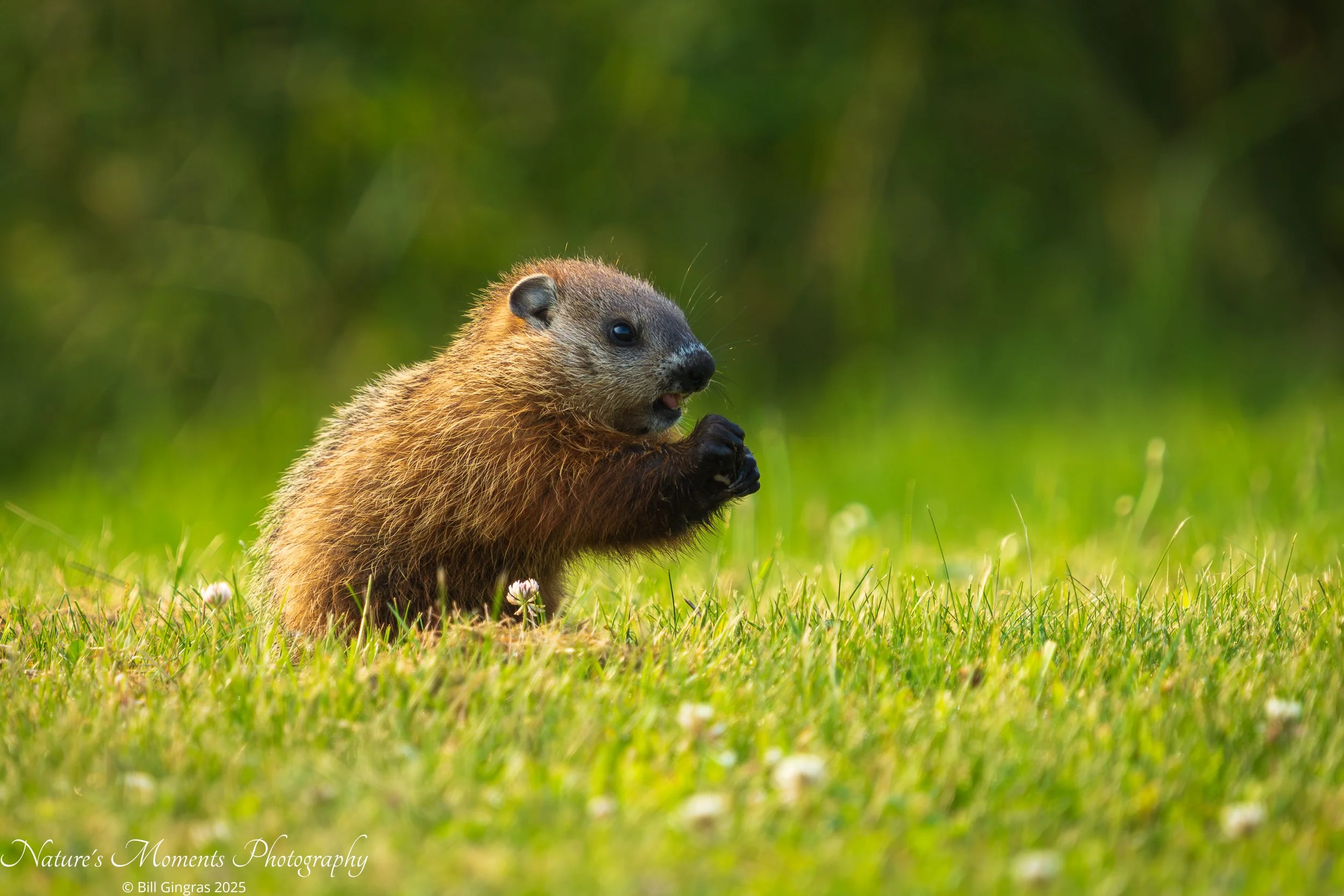 2025-07-03 Wildlife Woodchuck South Portland ME-1.jpg