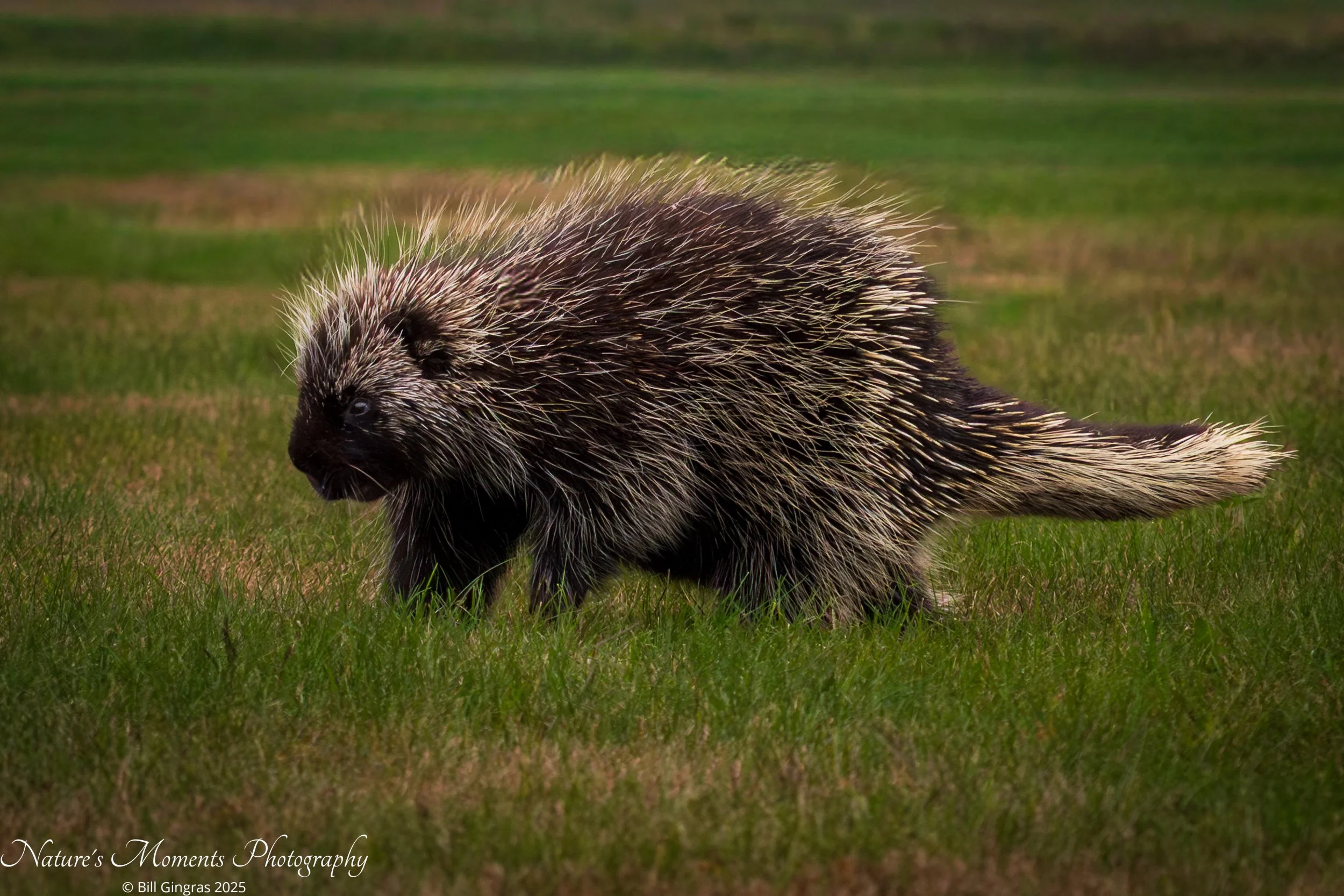 2025-09-24 Wildlife Porcupine OOB ME-1.jpg