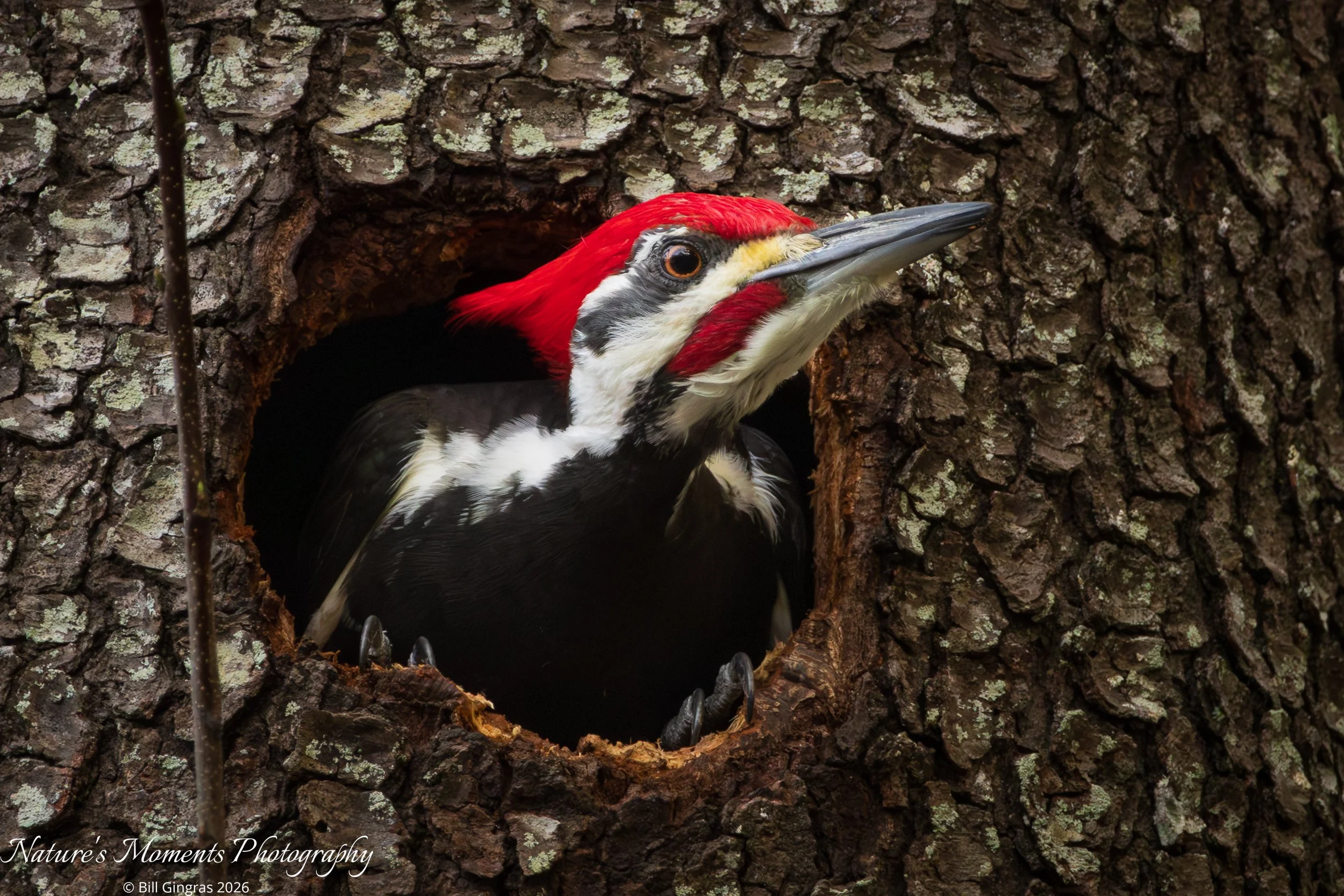 2026-01-12 Birds Pileated Woodpecker Apopka FL-1.jpg