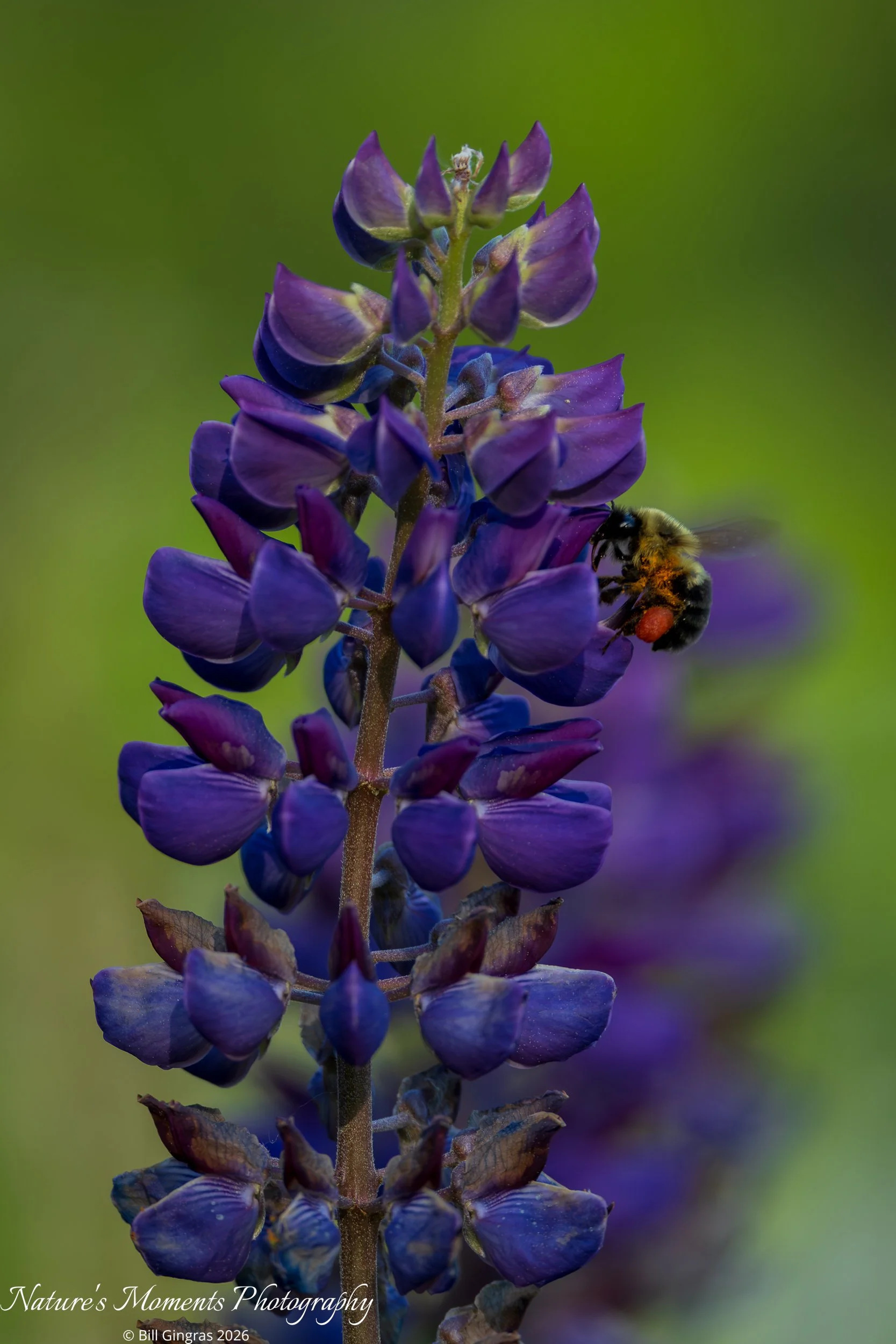2026-06-04 Landscapes Flowers Lupine with Bee-1.jpg