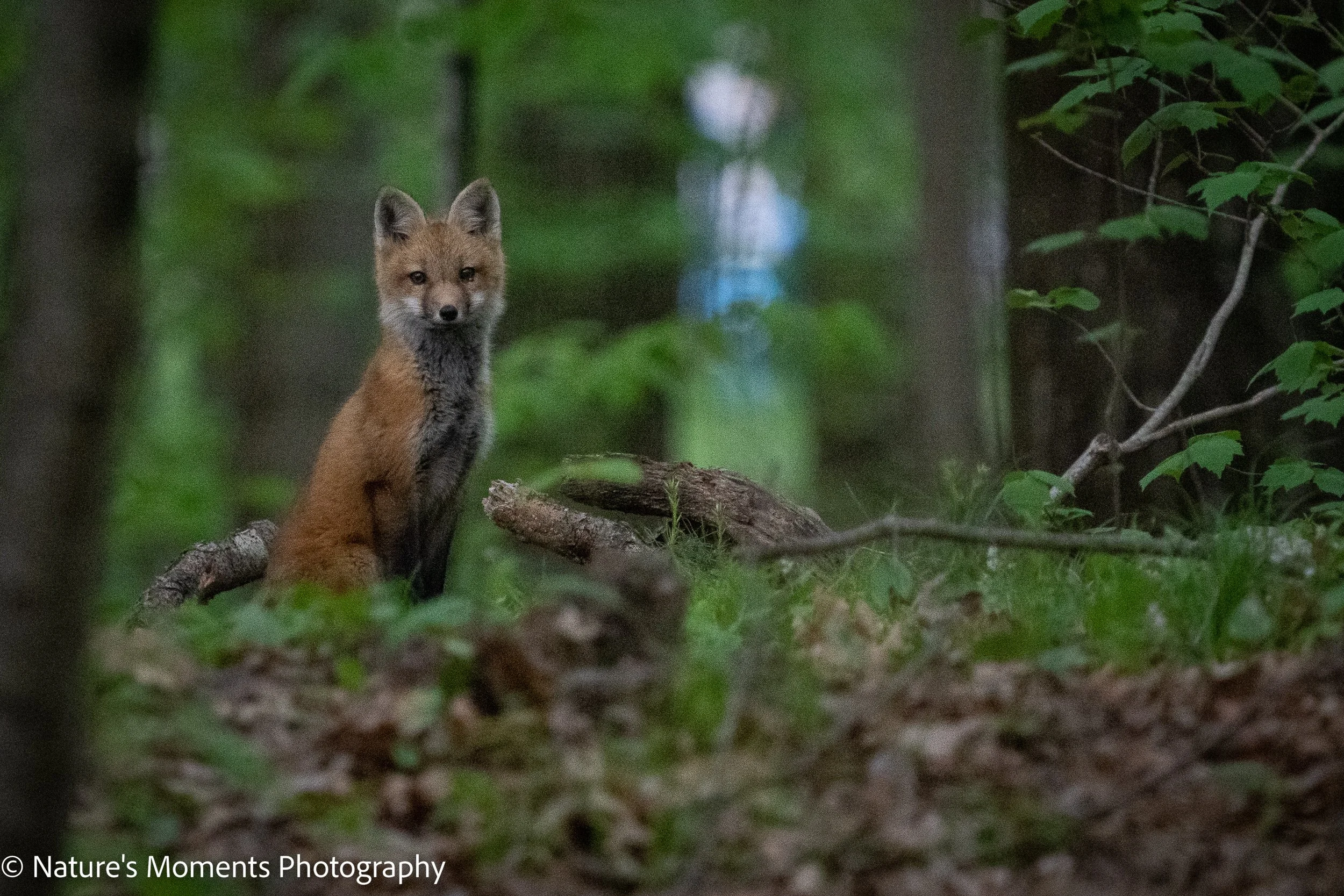 OP Fox-1.jpg