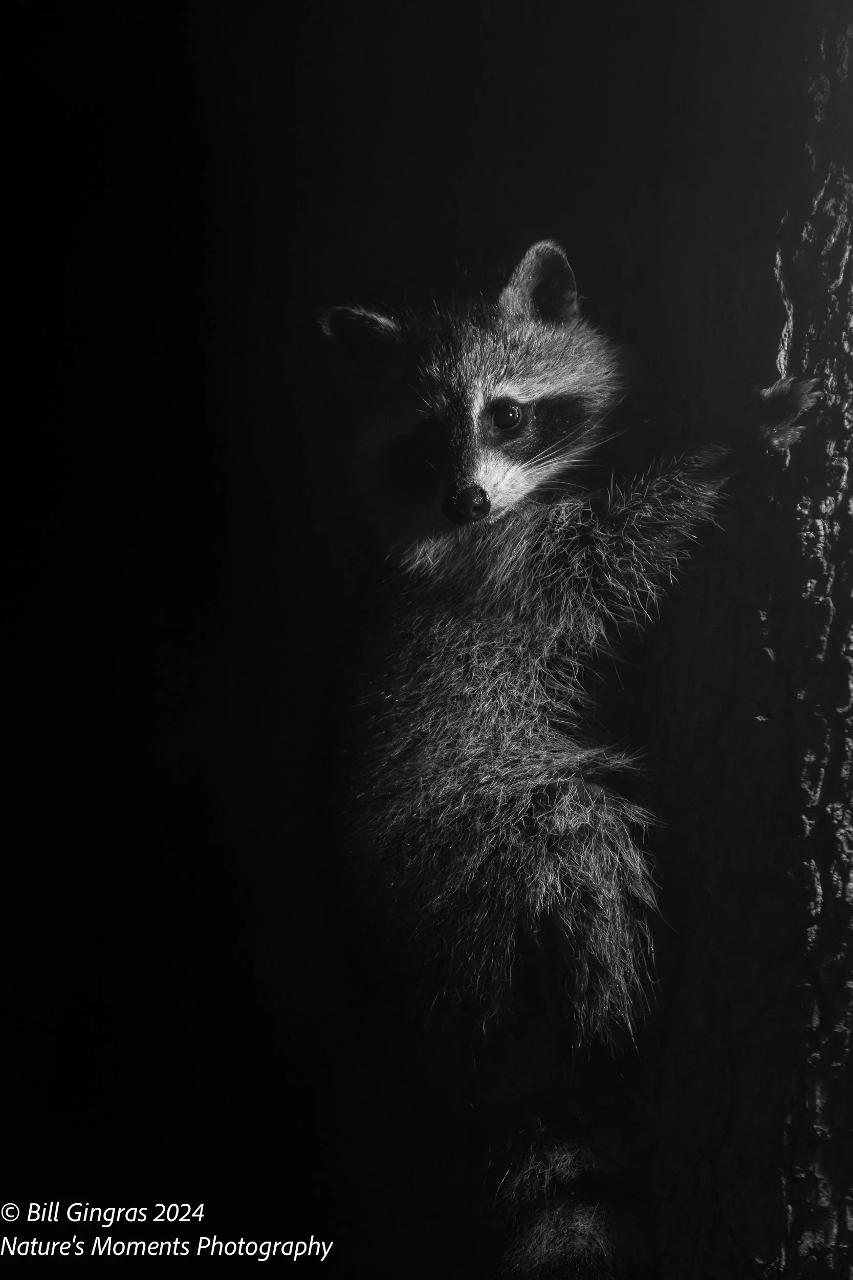 2024-07-21 Wildlife Raccoon-1.jpg