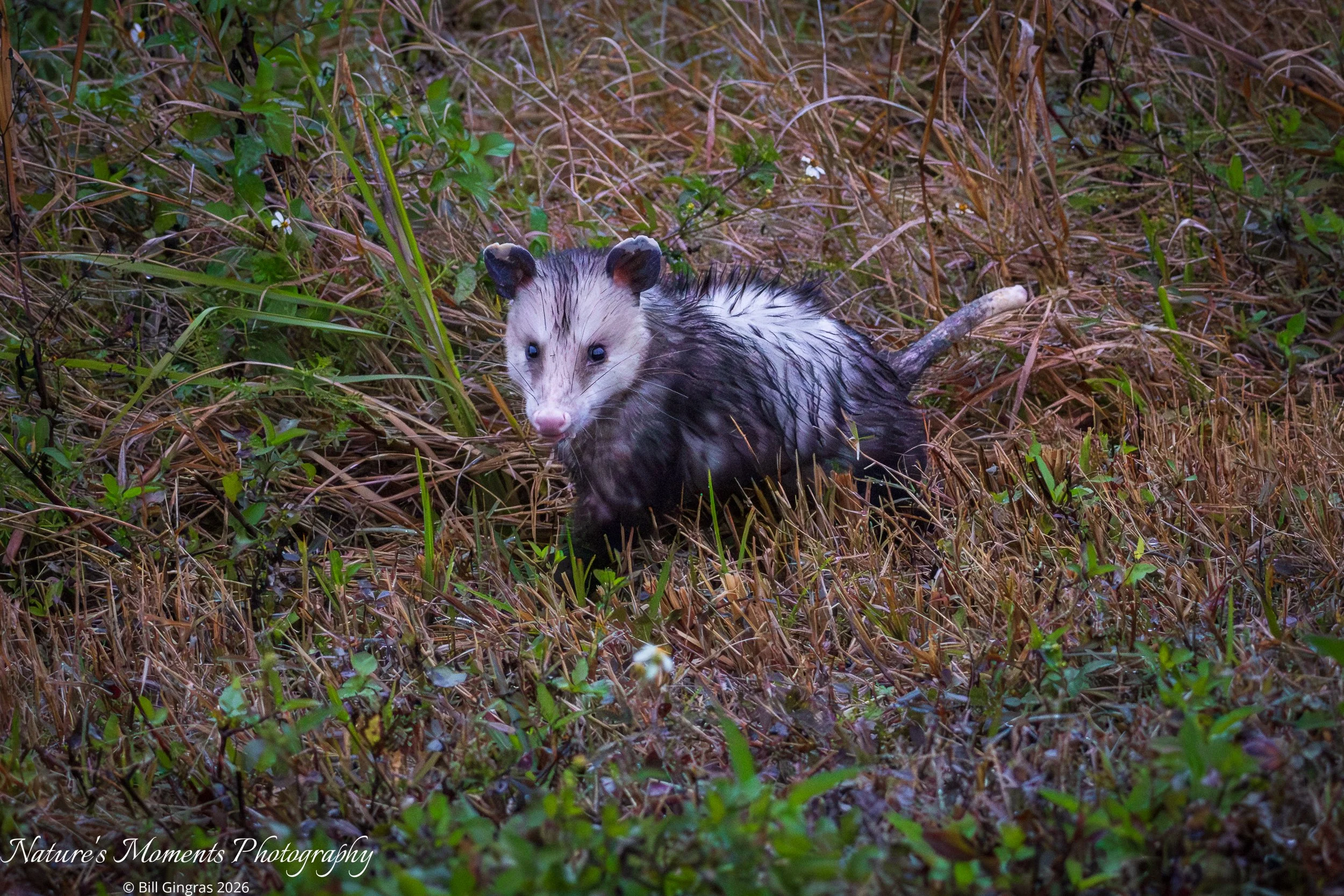2026-01-14  Wildlife Opossum Apopka FL-1.jpg
