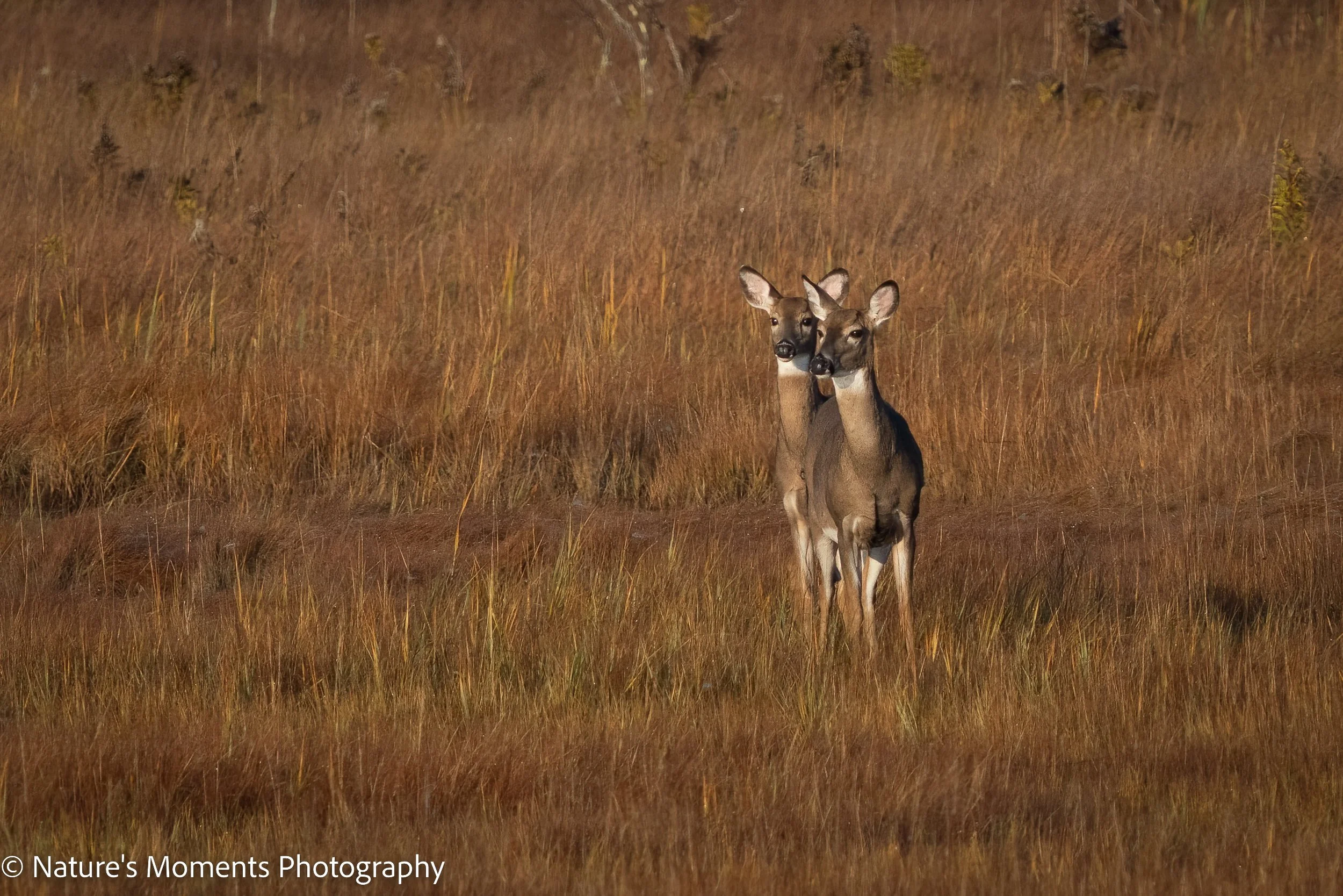 2022-10-16-WILDLIFE-1.jpg