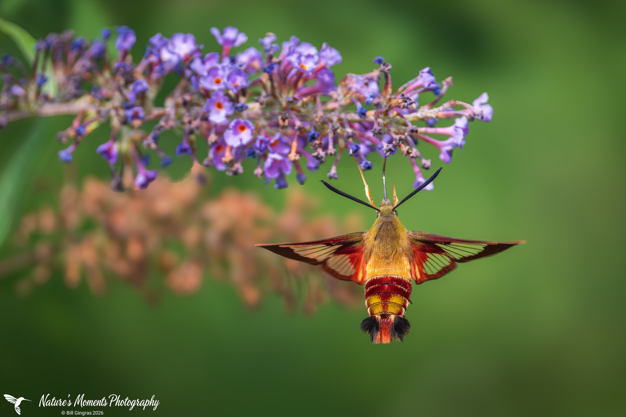 2026-08-12 Bugs Hummingbird Moth Community Garden OOB ME-1.jpg