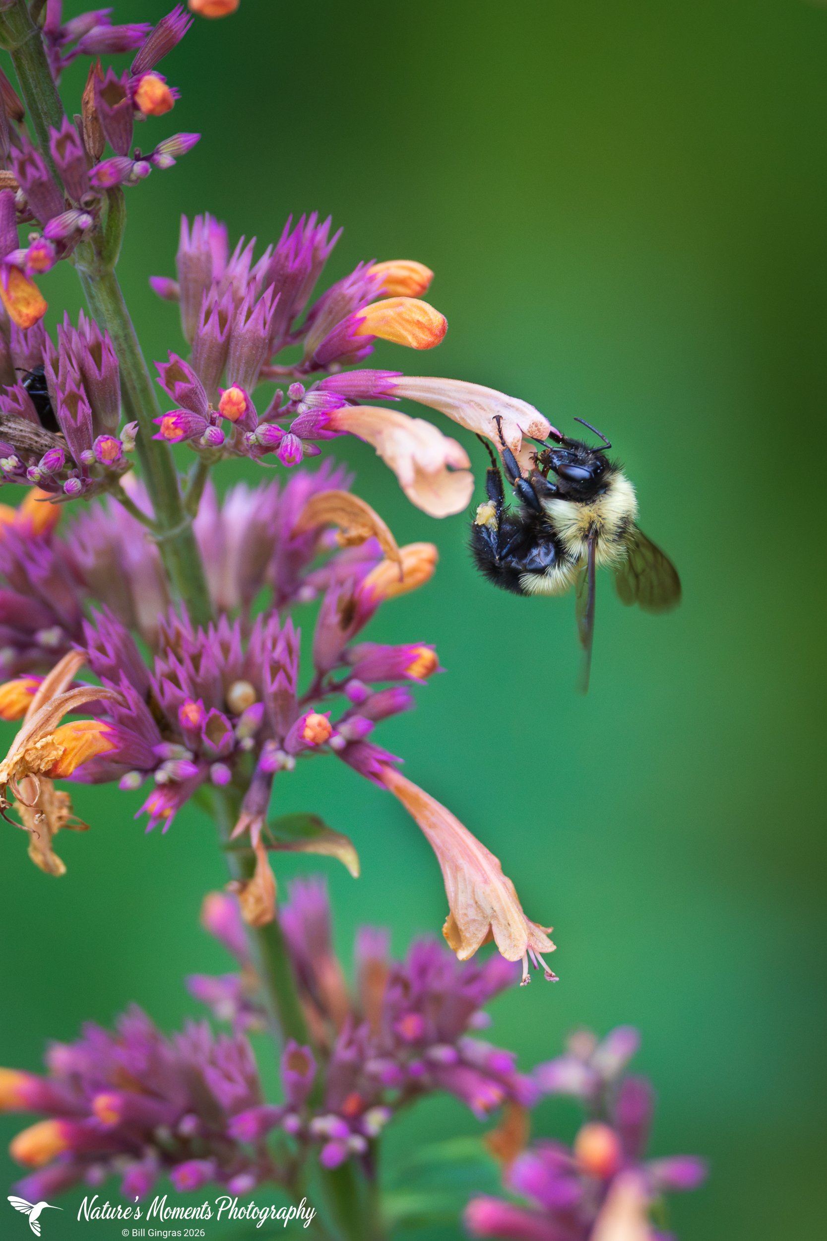 2026-08-17 Landscapes Bugs Bee on Flower Community Garden OOB -1.jpg