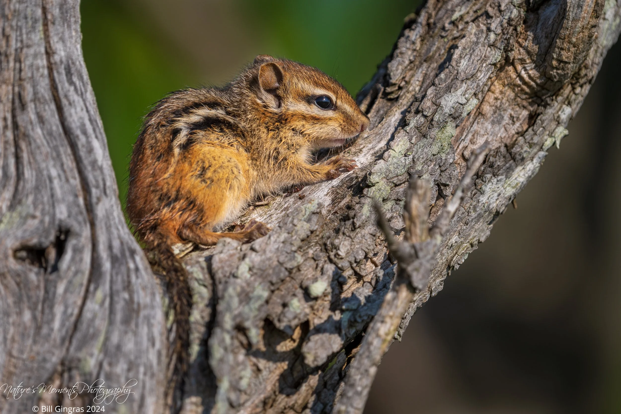 2024-05-25 Wildlife Chipmunk ME-1.jpg