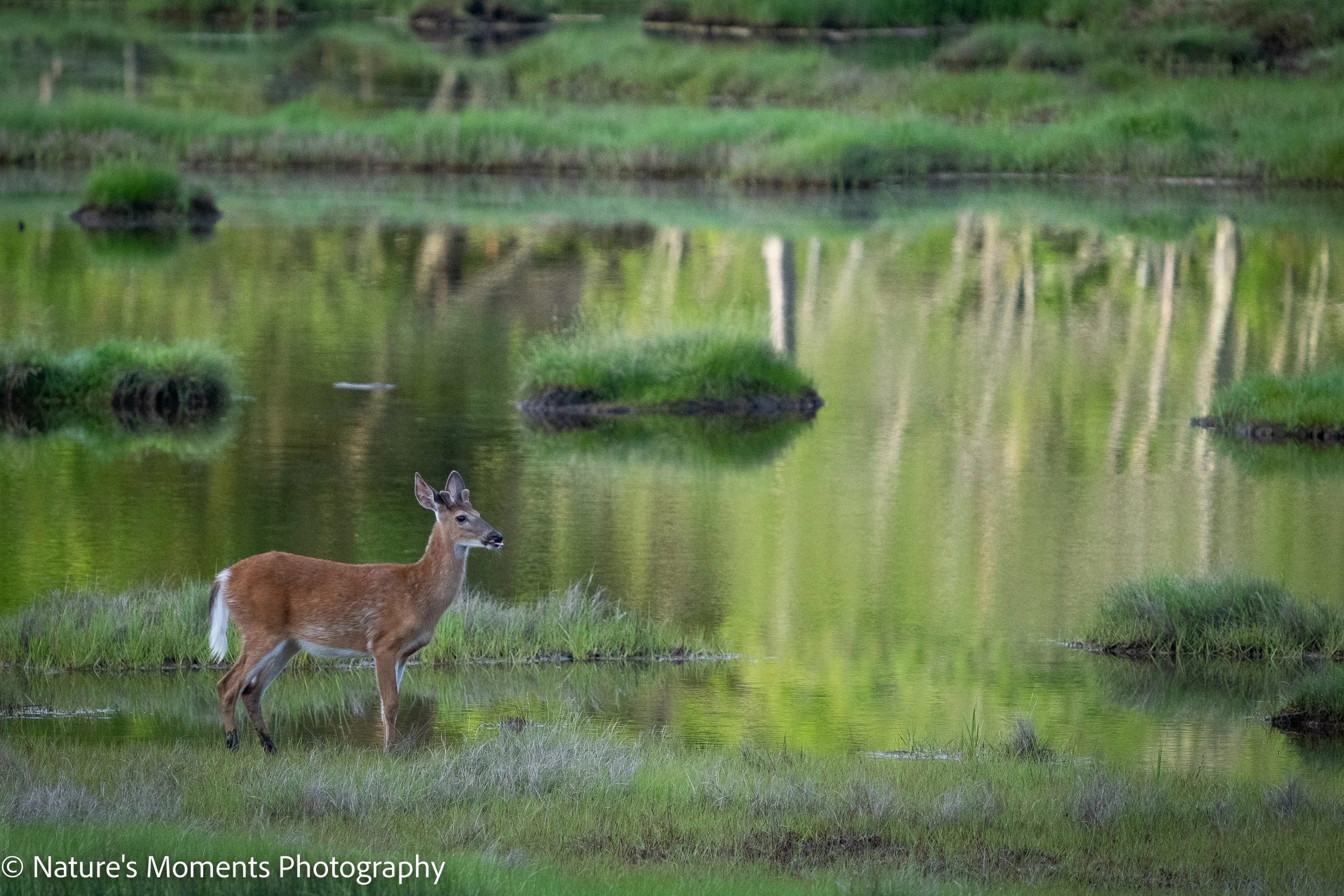 Wildlife-3.jpg