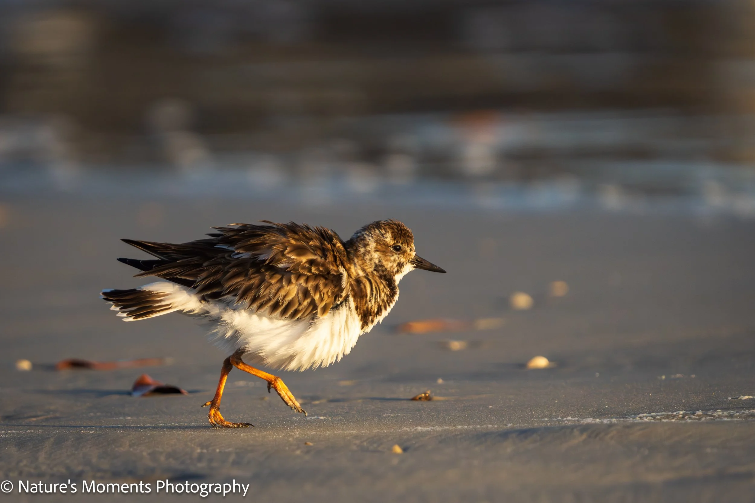 2026-03-05 Birds NSB Dunes FL-1.jpg