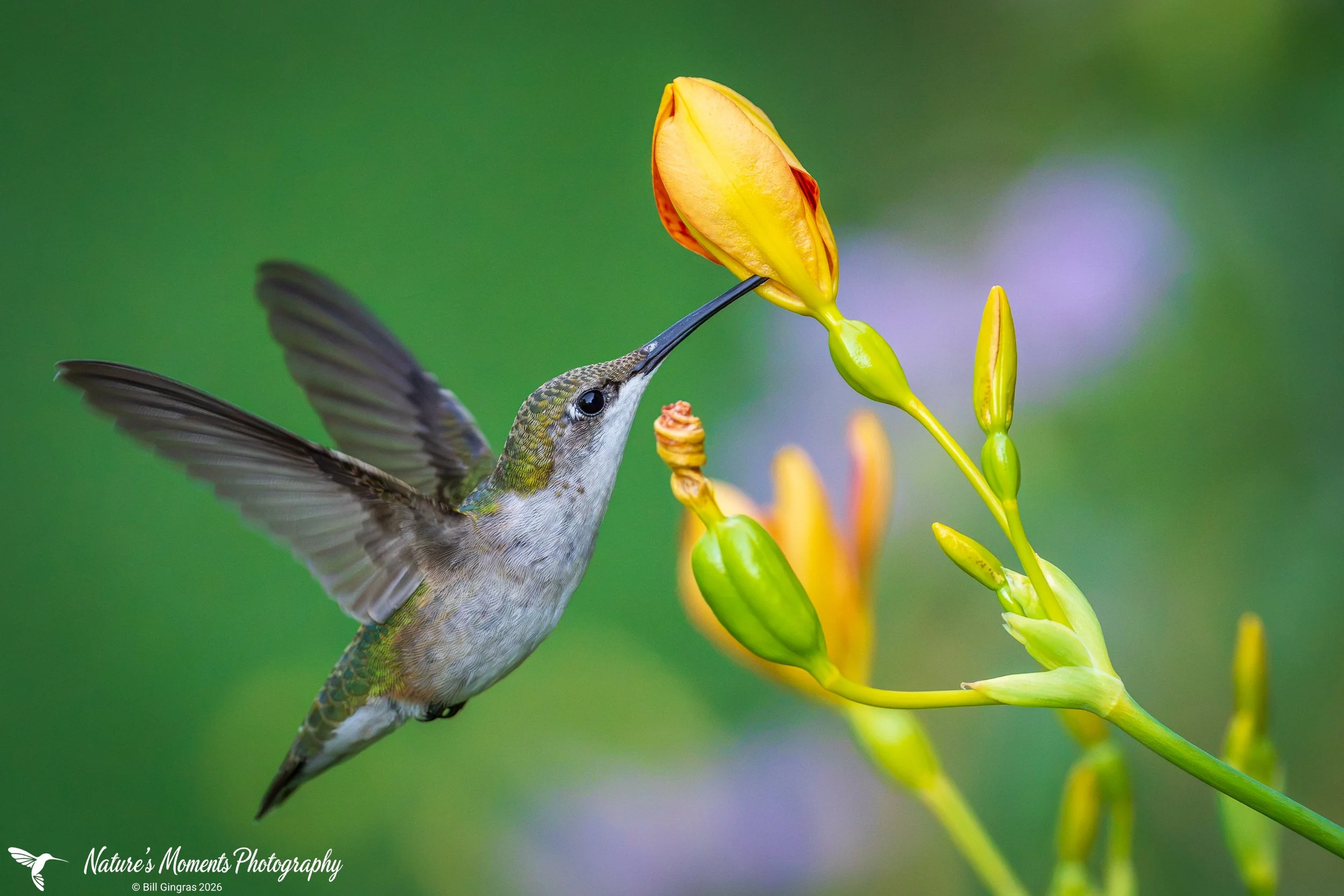 2026-08-06 Birds Songbirds Hummingbird Community Garden OOB ME-1.jpg