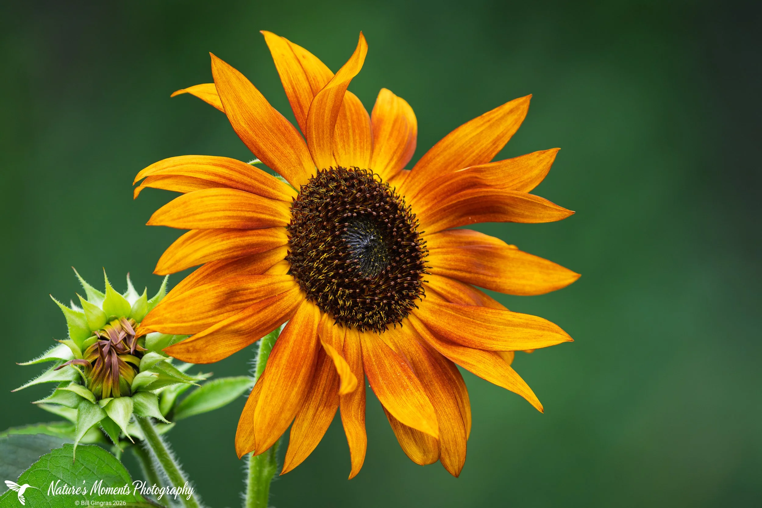 2026-08-28 Landscapes Flowers Community Garden OOB ME-1.jpg