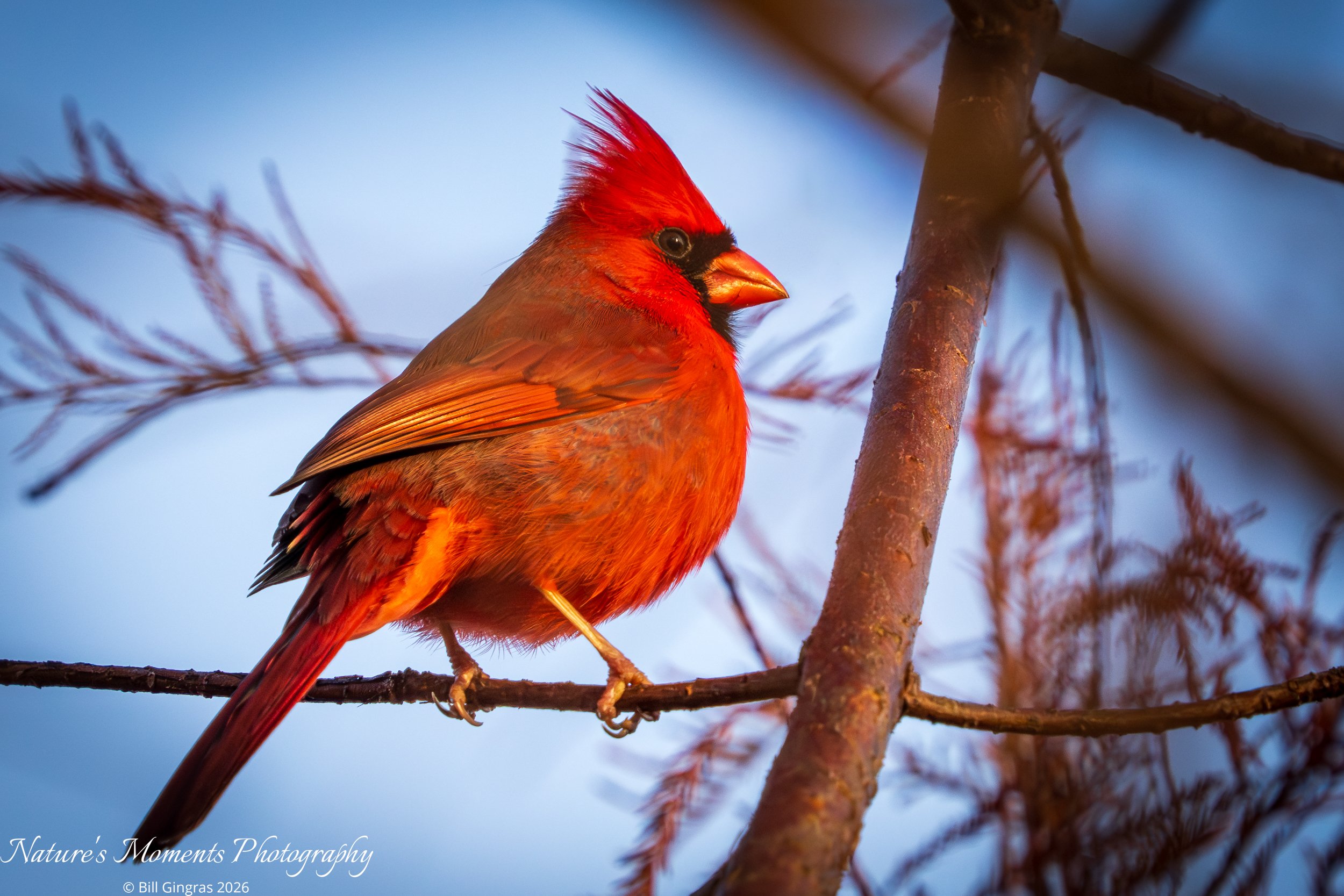 2026-01-30 Birds Cardinal Apopka FL-1.jpg