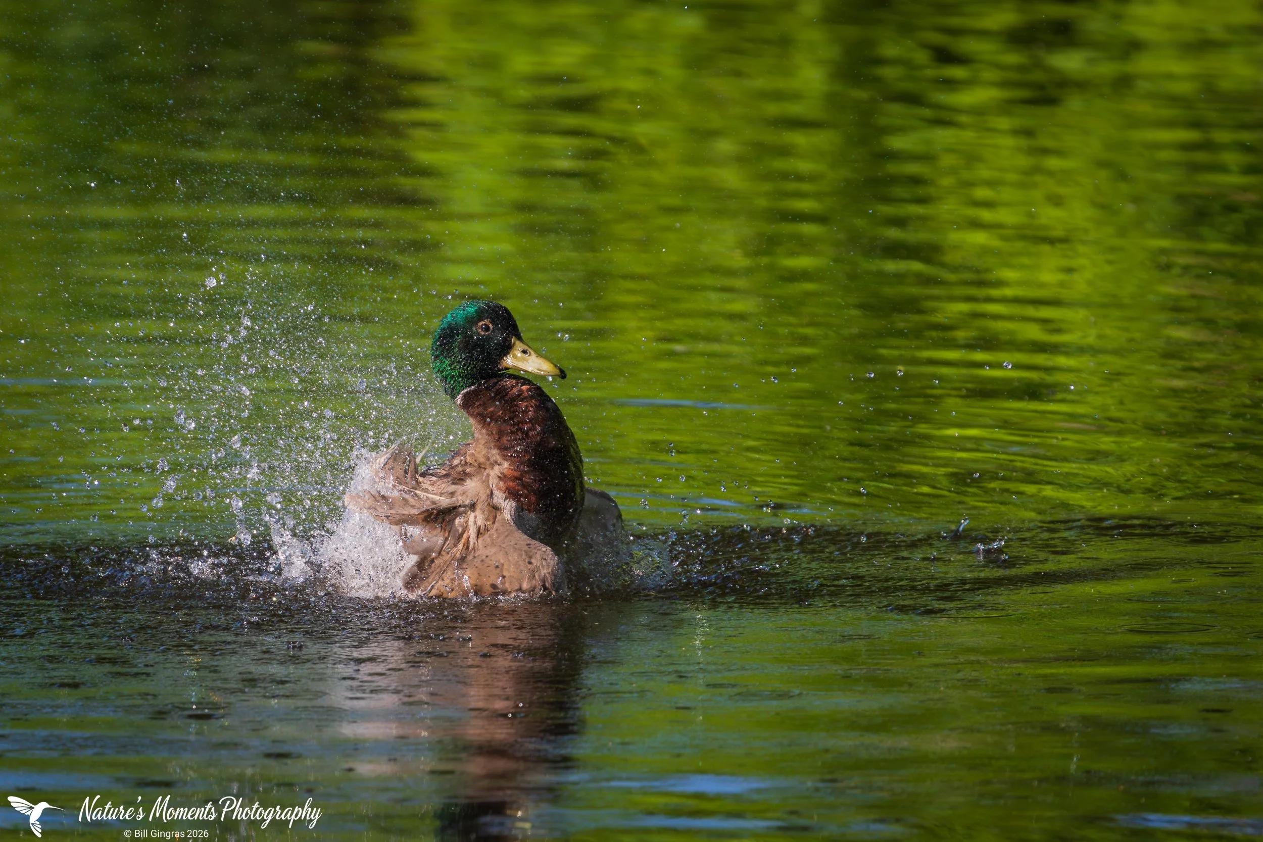 2026-06-18 Birds Wading Mallard Duck ME-1.jpg