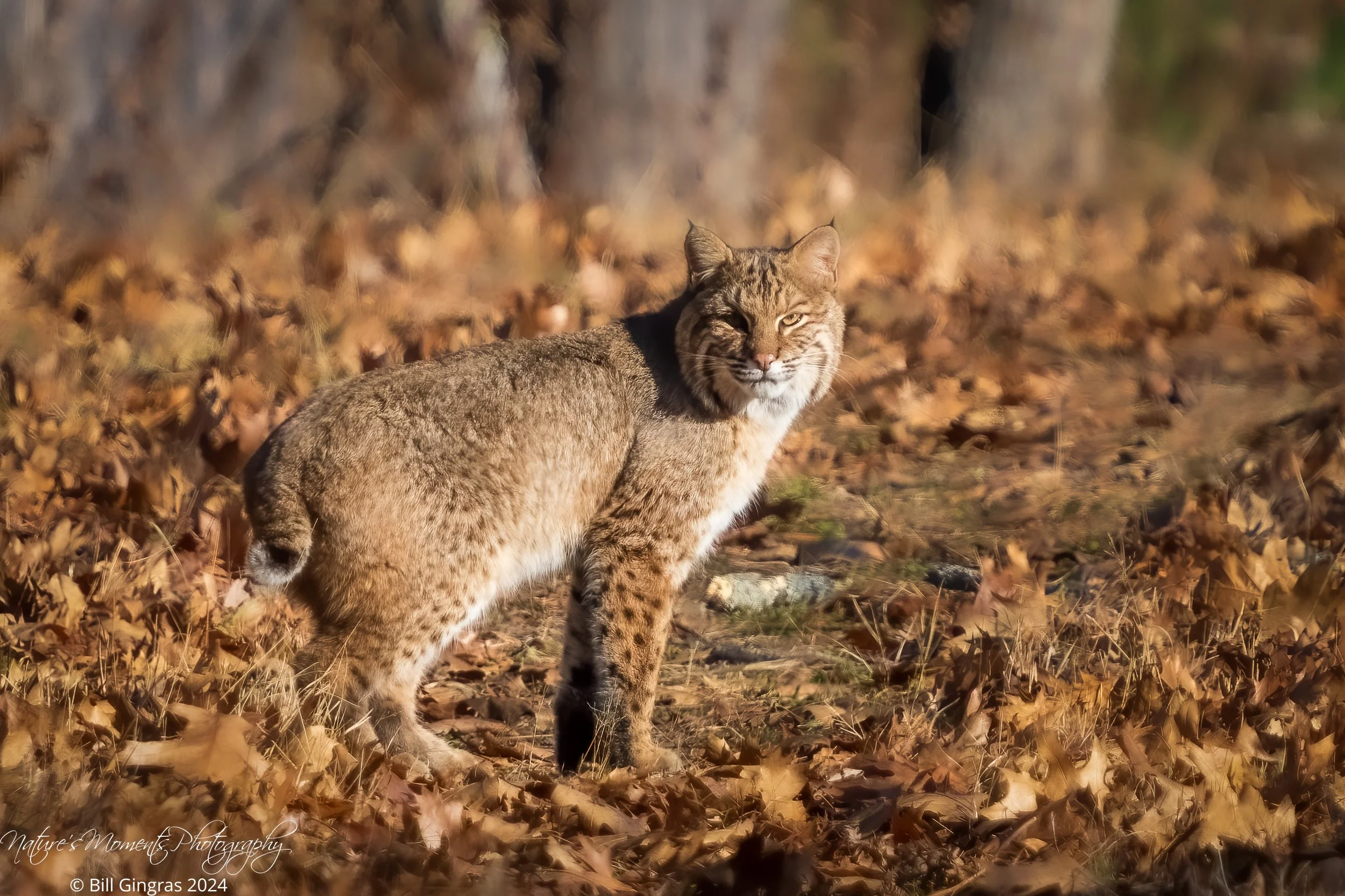 2024-11-15 Wildlife Bobcat NH-2.jpg