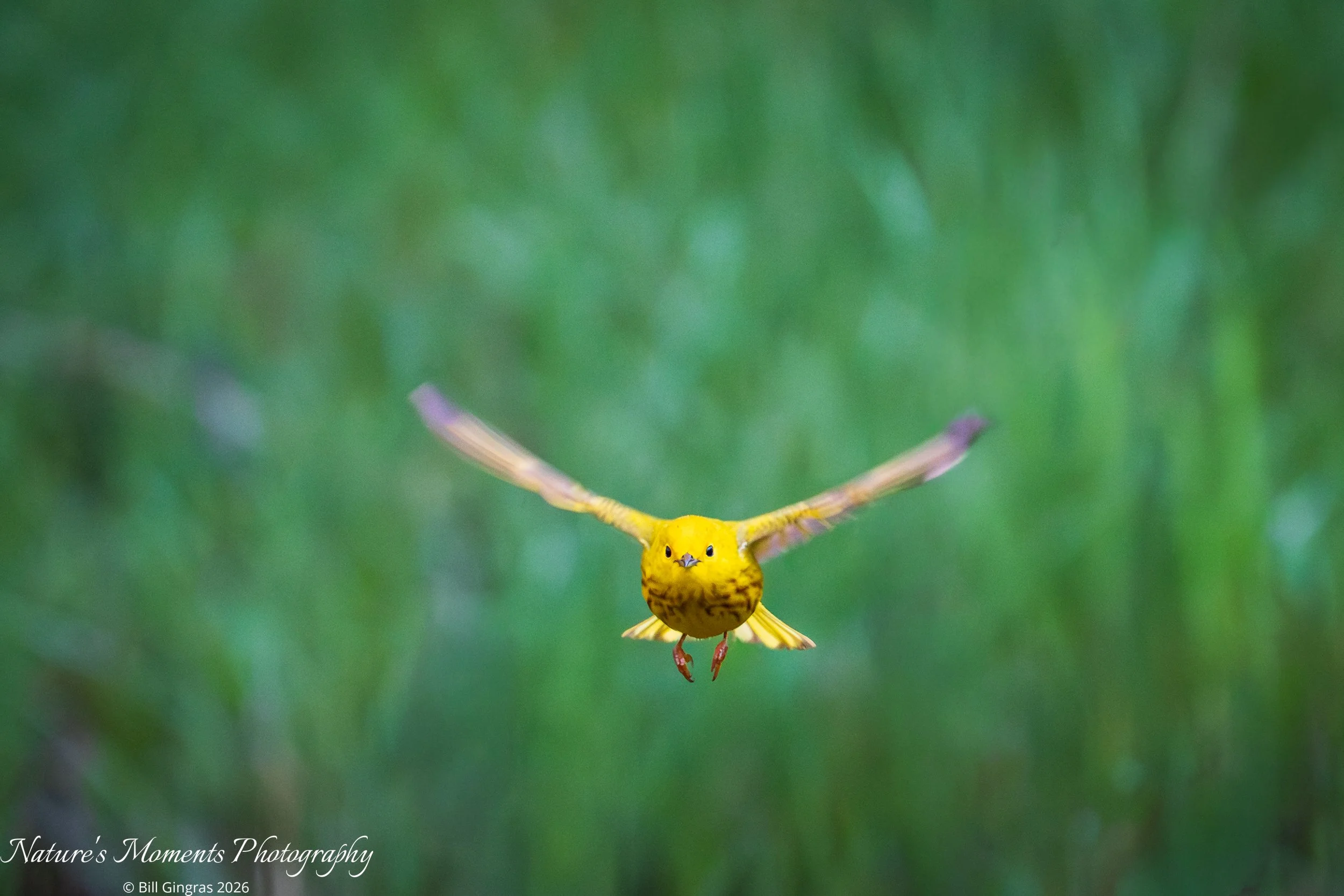 2026-05-14 Birds Songbirds Yellow Warbler Scarborough Marsh ME-1.jpg