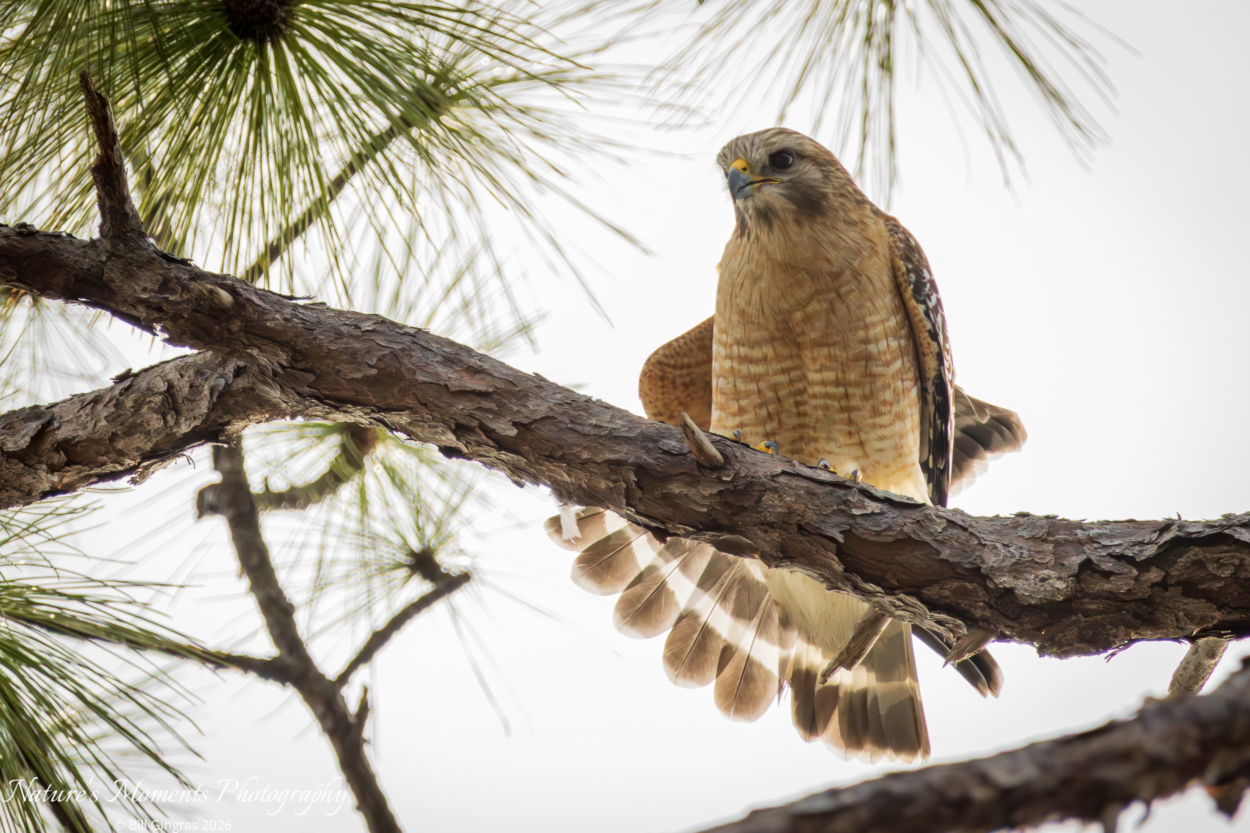2026-01-12 Birds Birds of Prey Hawk Apopka FL-1.jpg