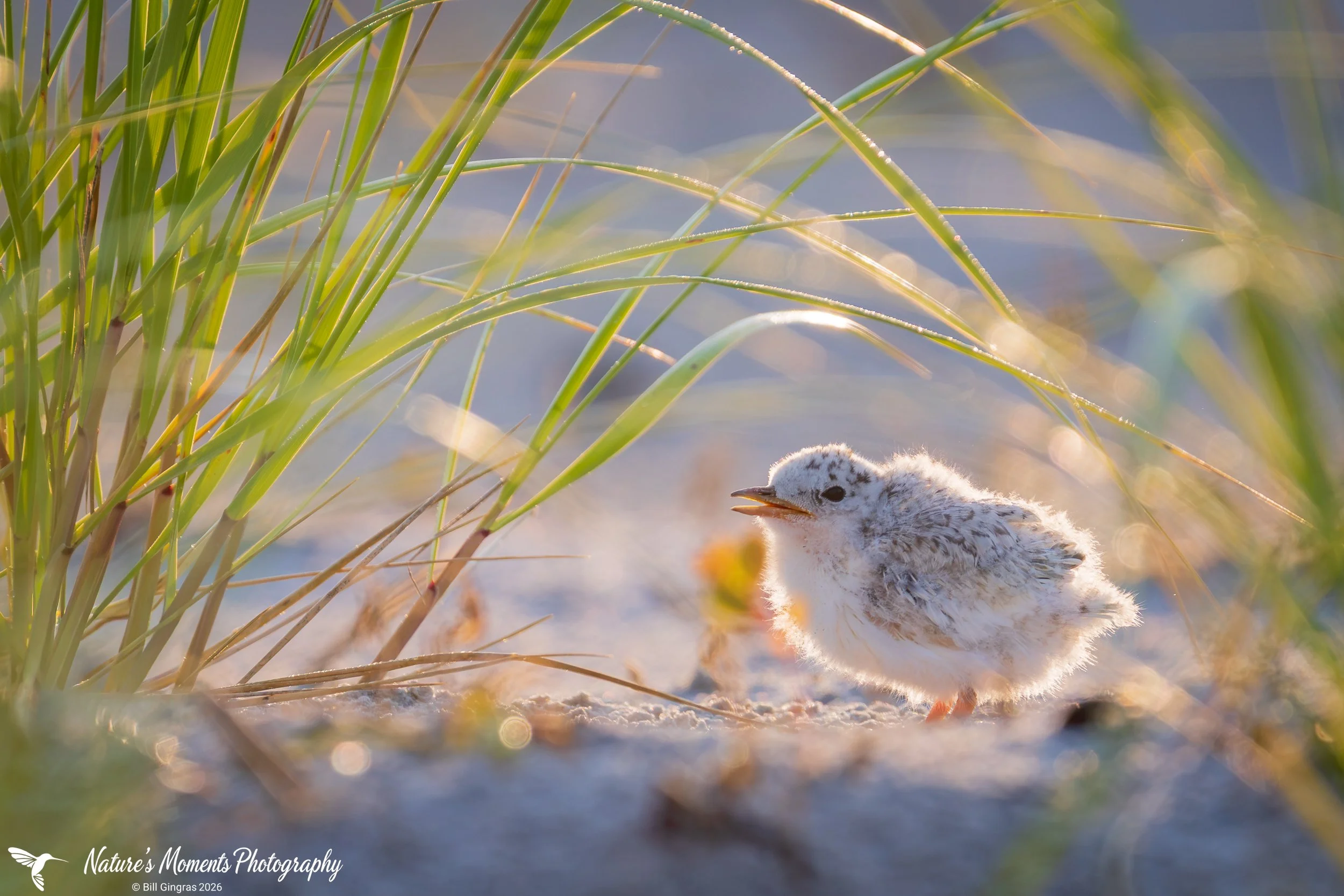 2026-07-28 Birds Shorebirds Tern Chick Beach ME-1.jpg