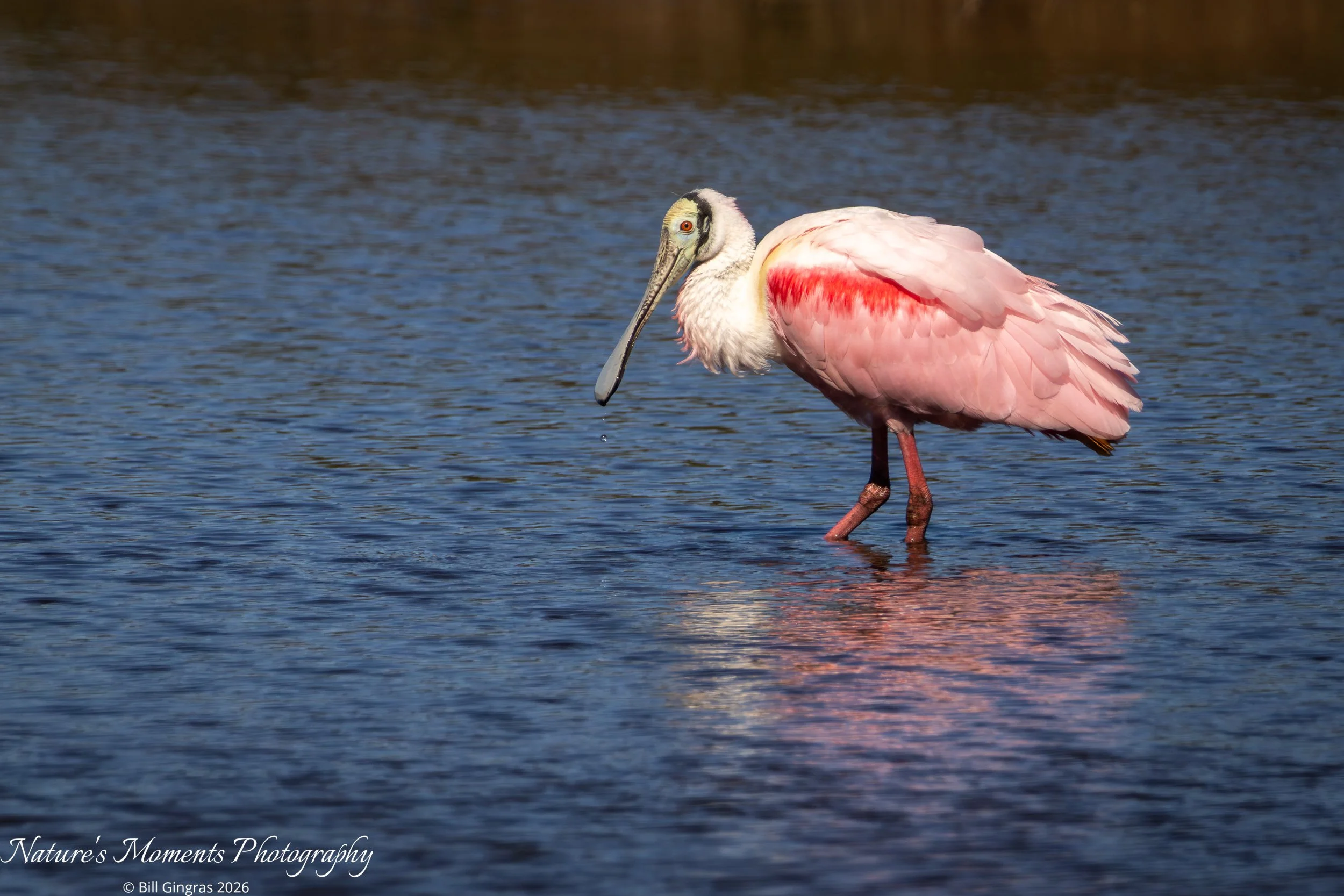 2026-02-01 Birds Wading Birds Spoonbill-1.jpg