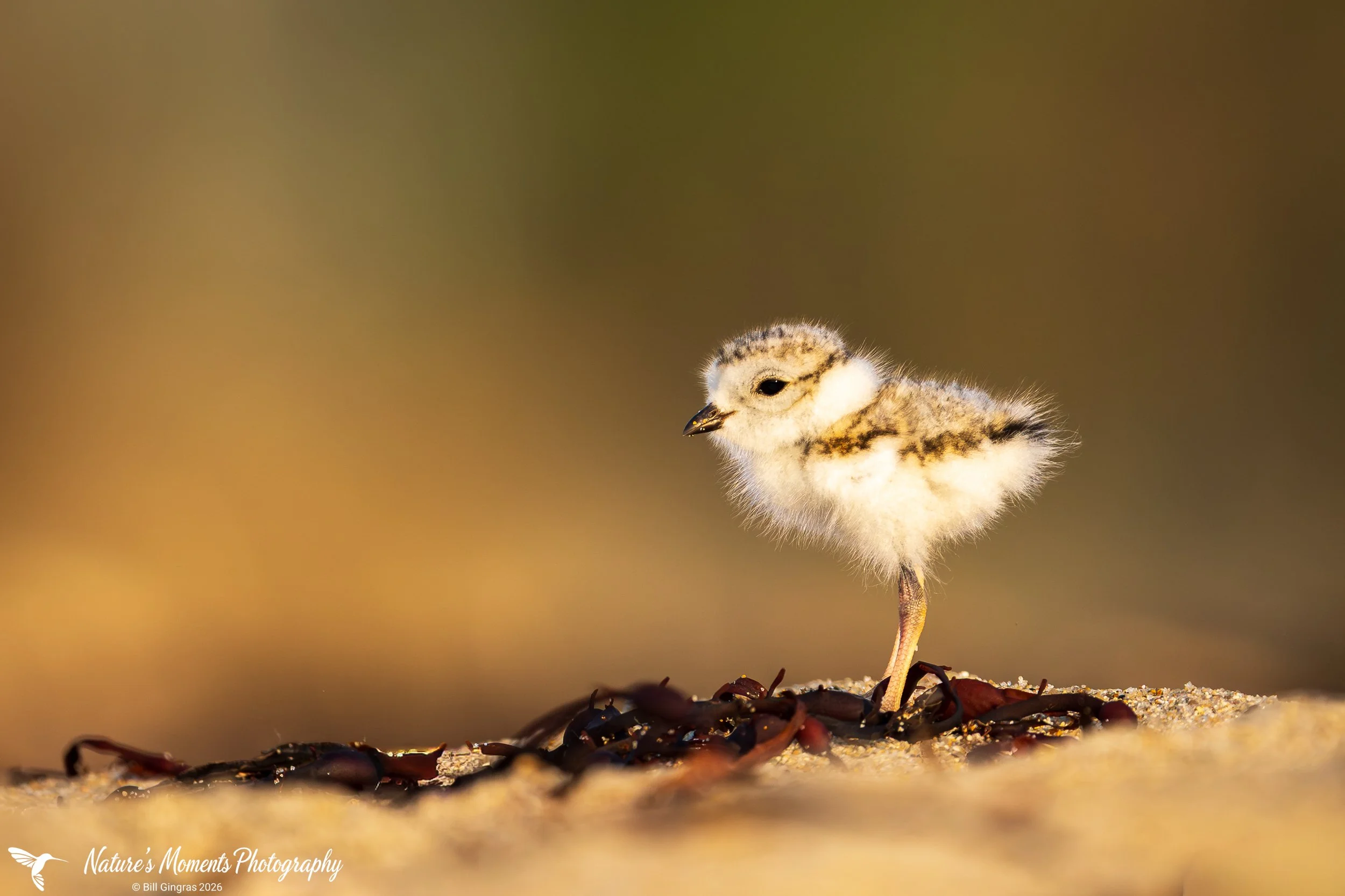 2026-06-29 Wildlife Birds Piping PLover Chick The Creek ME-1.jpg
