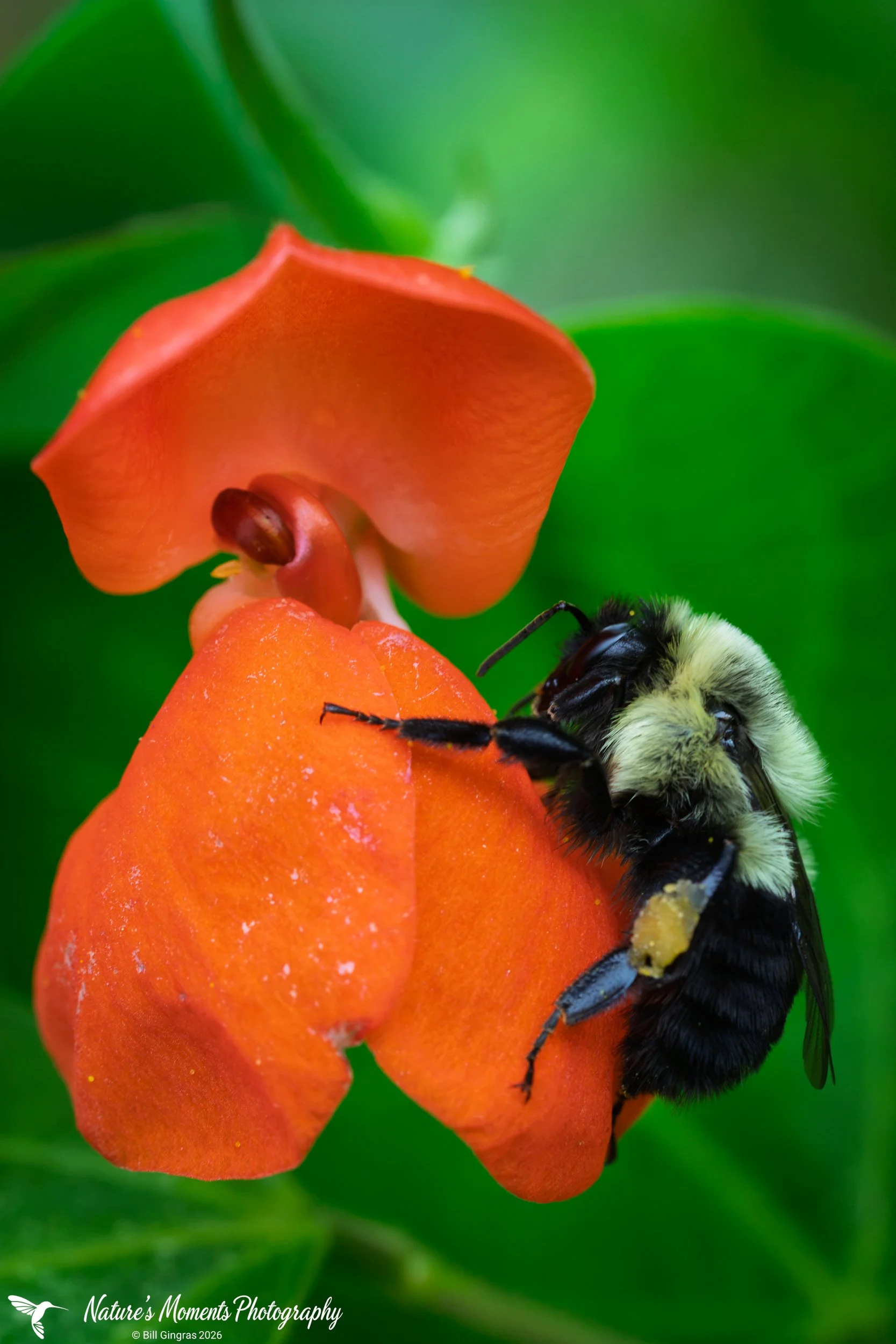 2026-08-19 Macro Bugs Bee on Flower Community Garden OOB ME-1.jpg