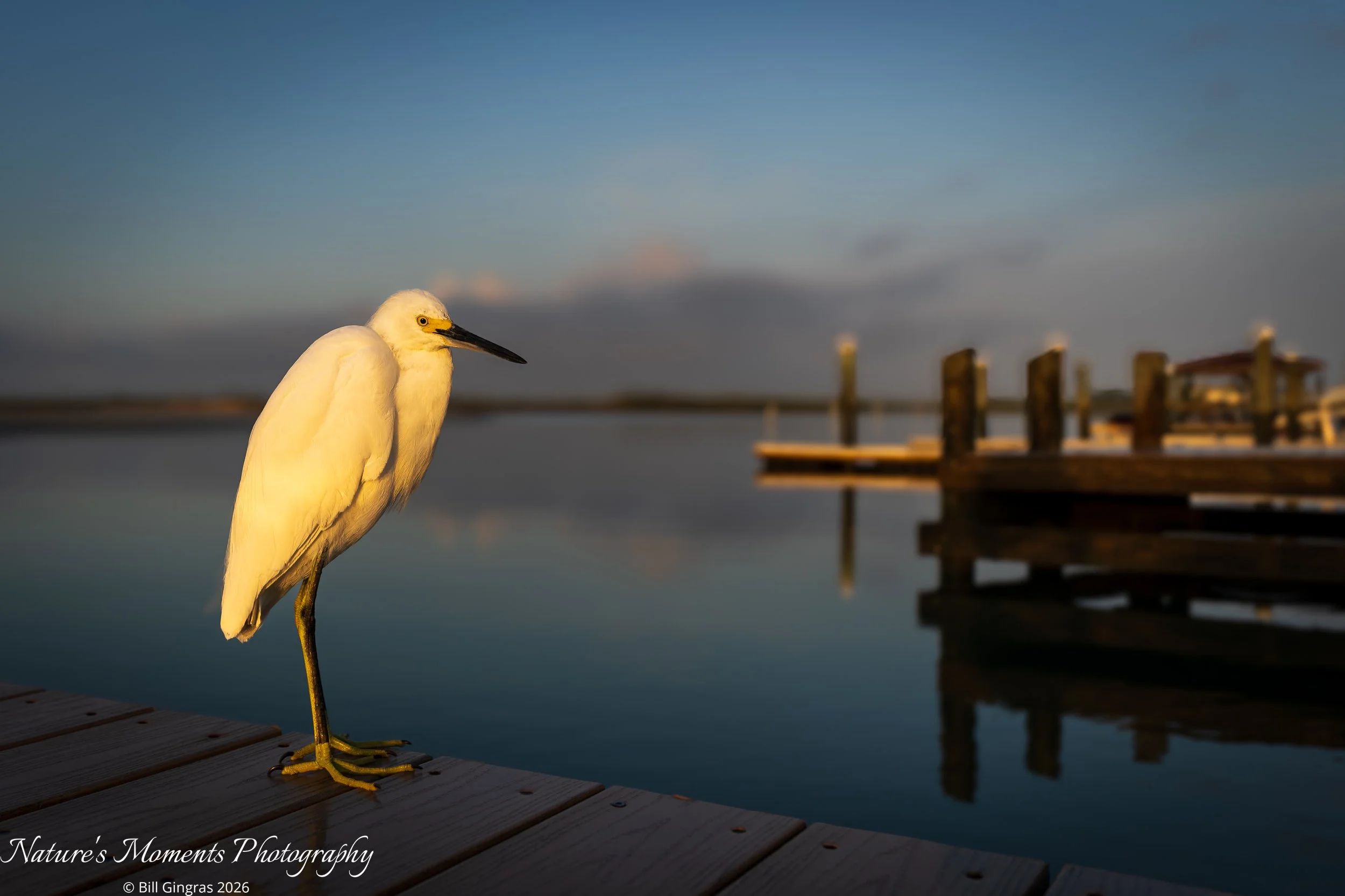 2026-03-25 Birds Wading Snowy Egret Lighthouse Park FL-1.jpg