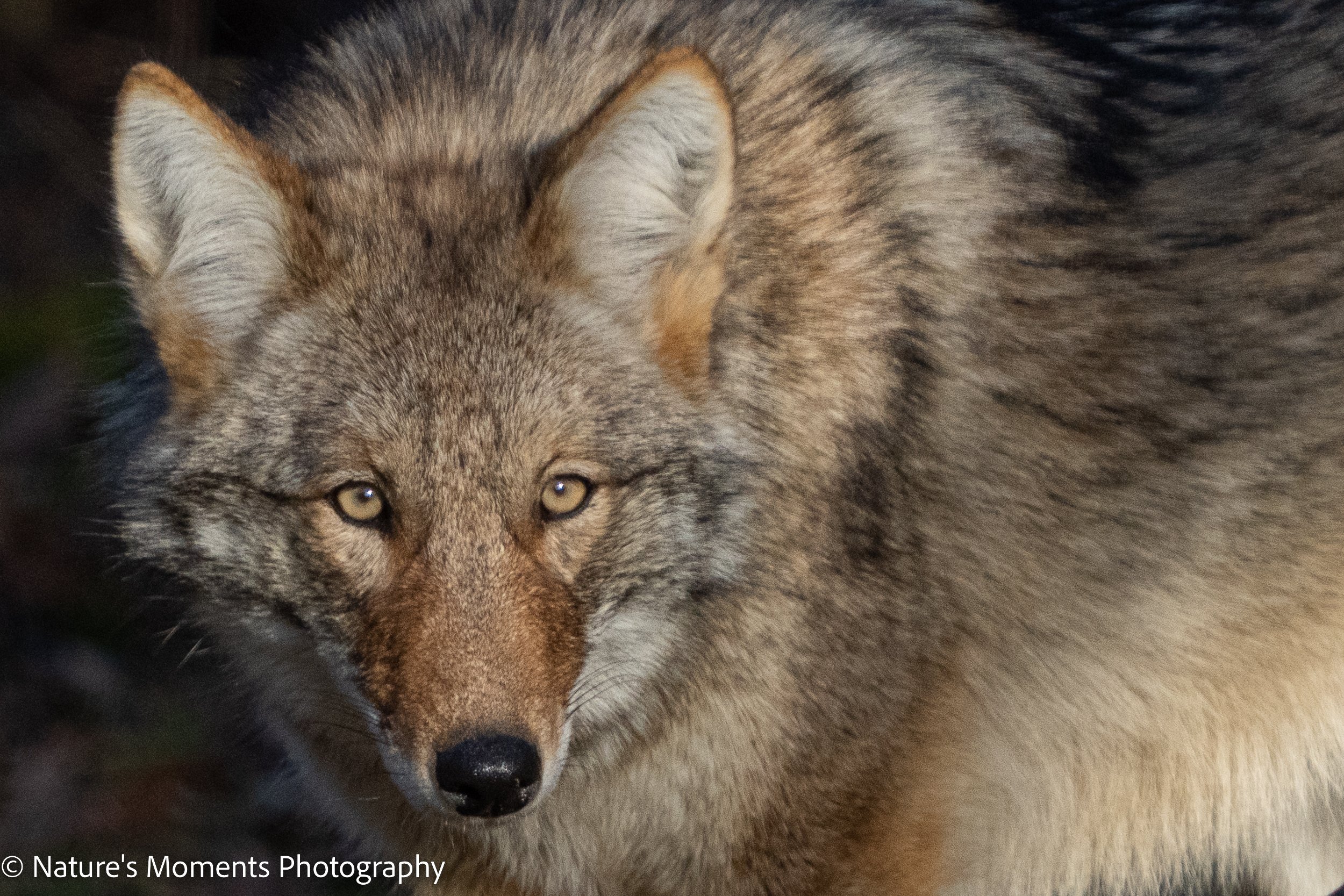 2022-12-21-Coyote-2.jpg