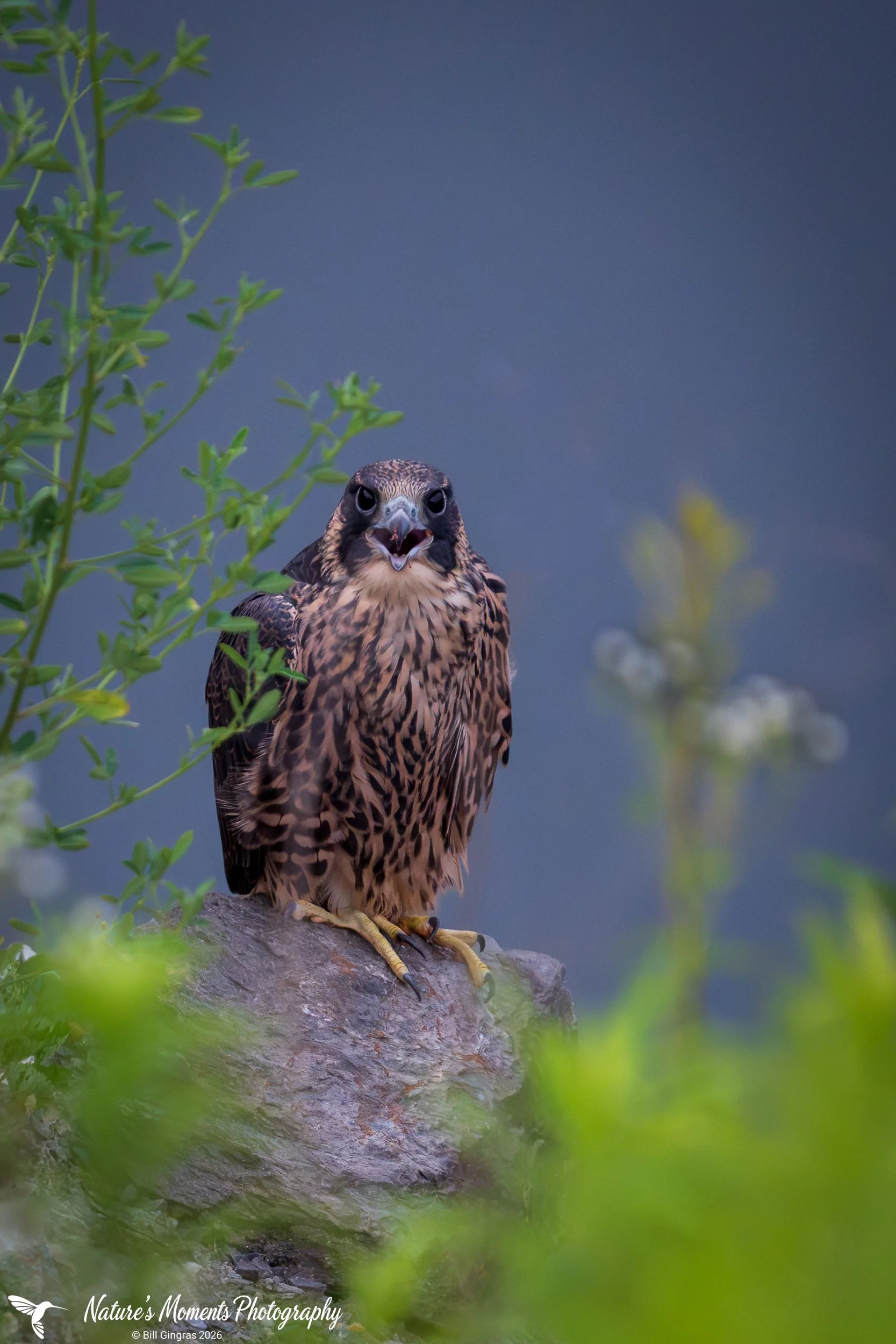 2026-07-06 Birds Birds of Prey Falcon ME-2.jpg