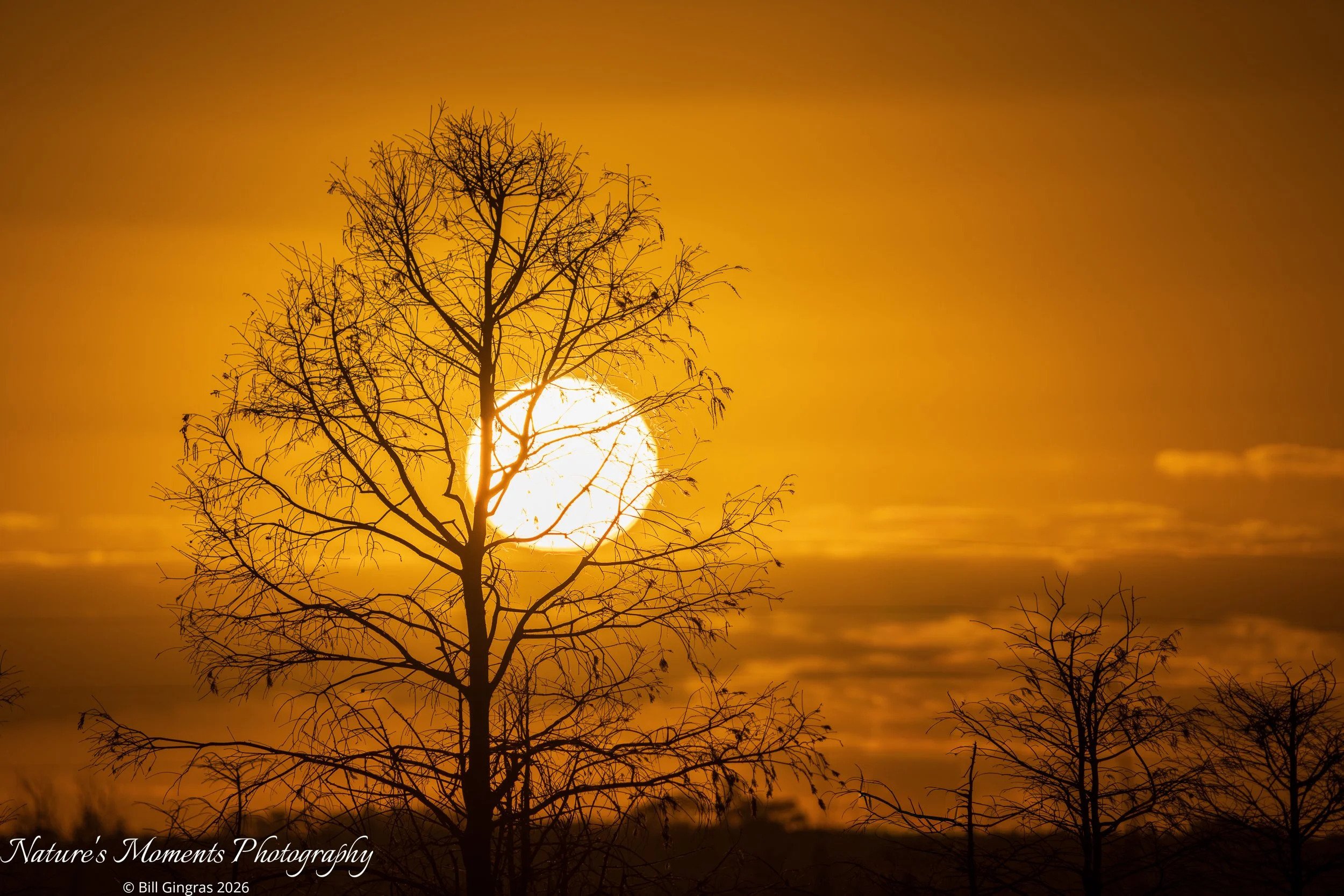 2026-01-21 Landscapes Sunscapes Apopka FL-1.jpg