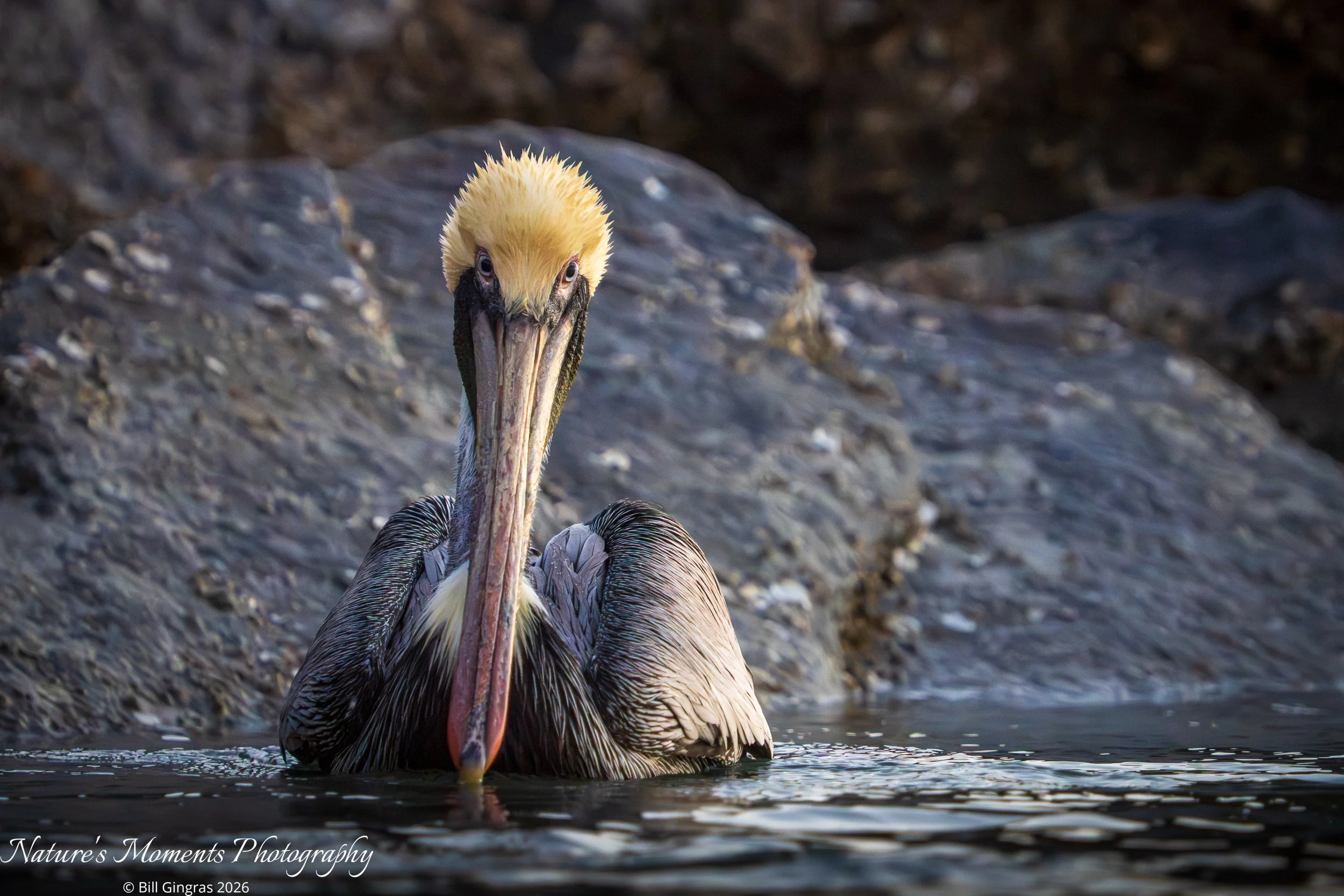 2026-02-09 Birds Wading Brown Pelican NSB FL-1.jpg