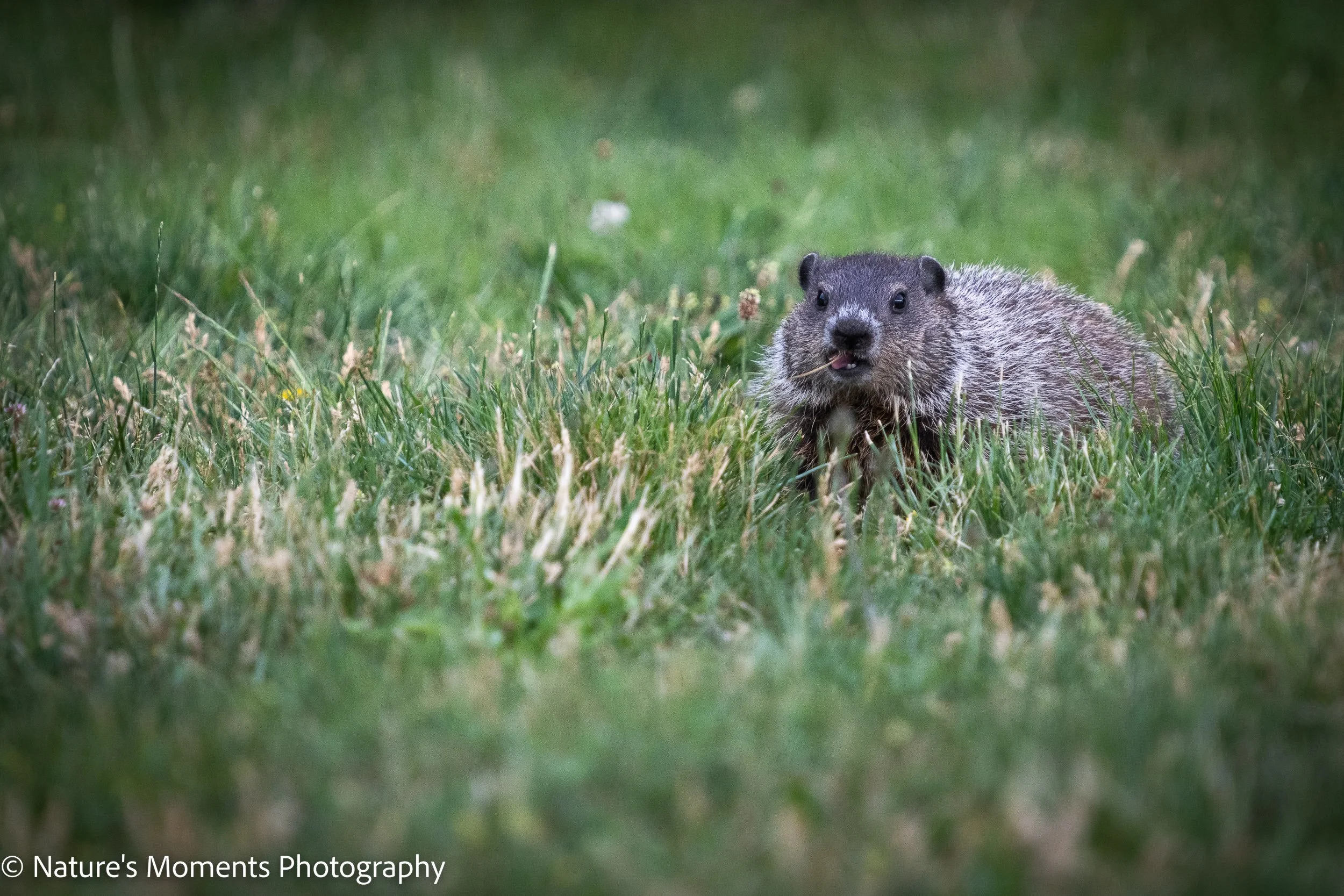 Wildlife-1.jpg