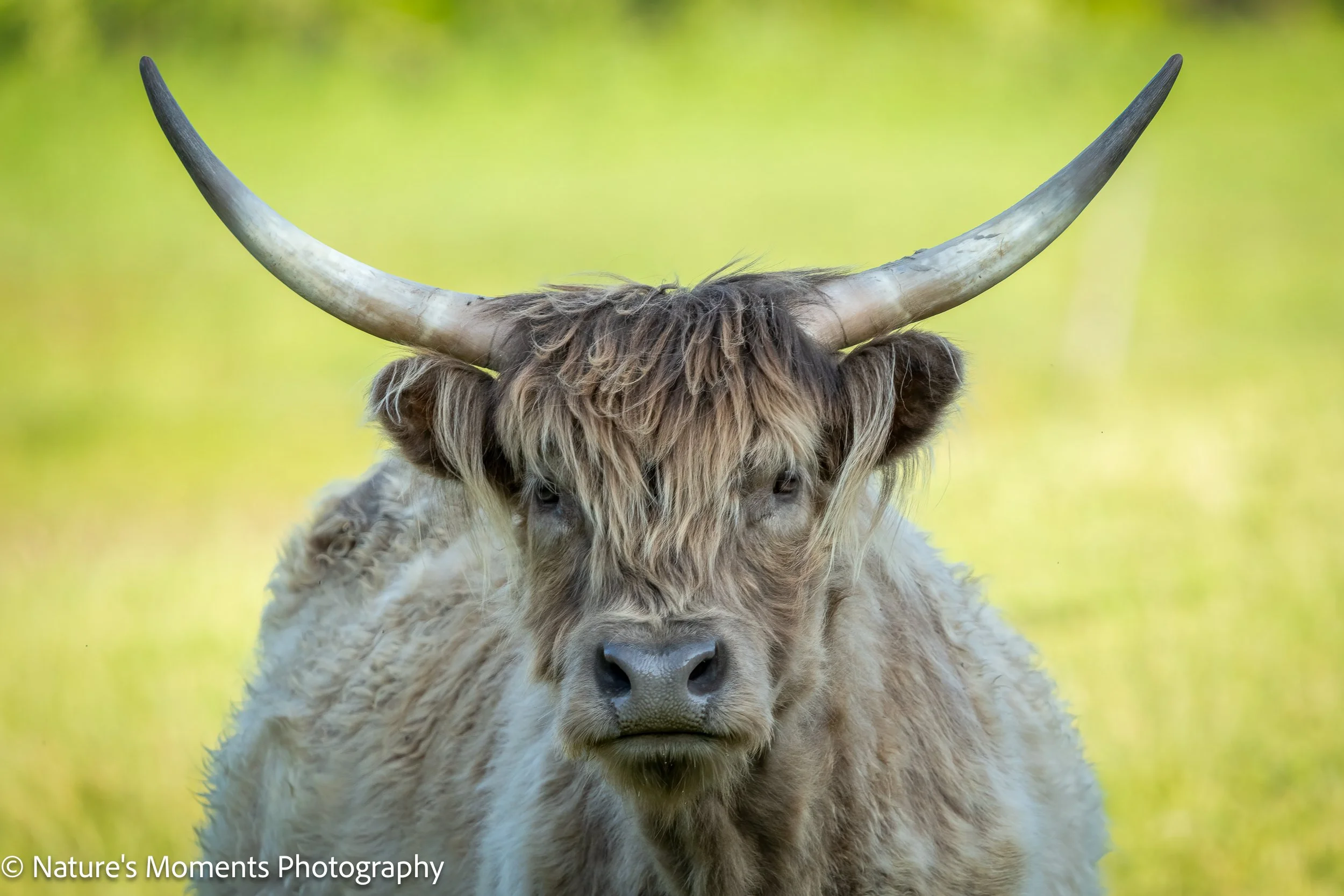 2023-05-28 Wildlife Mammals-1.jpg
