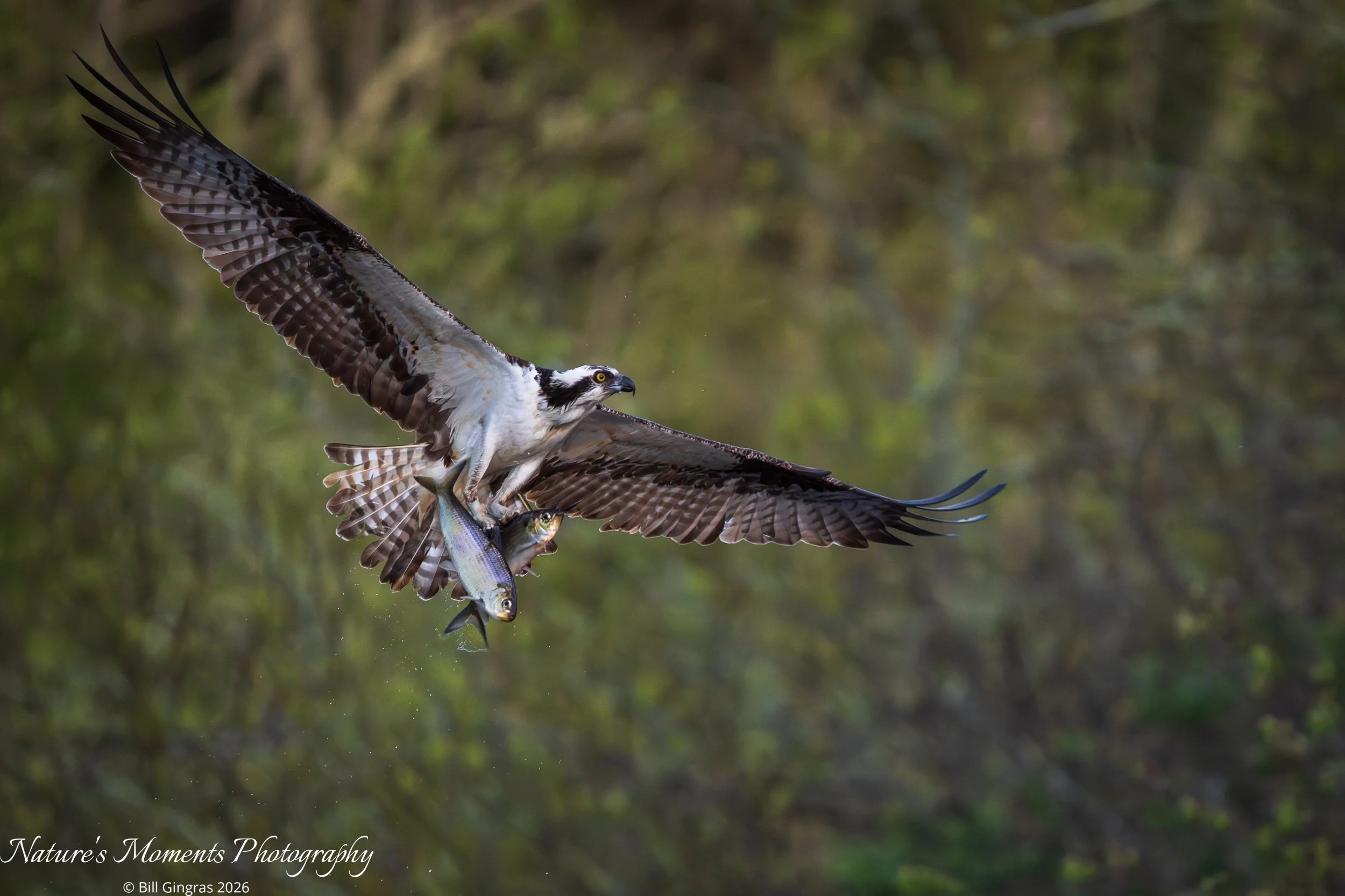 2026-05-18 Birds Birds of Prey Osprey Warren ME-3.jpg