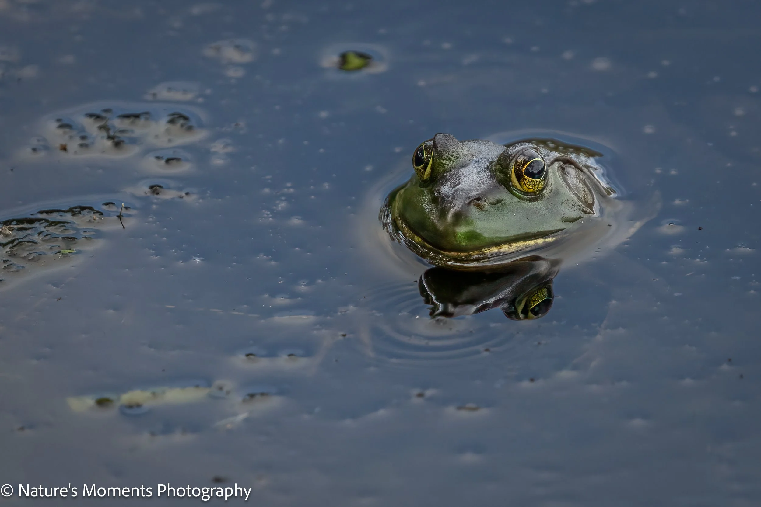 2023-08-29 Wildlife Frog-1.jpg