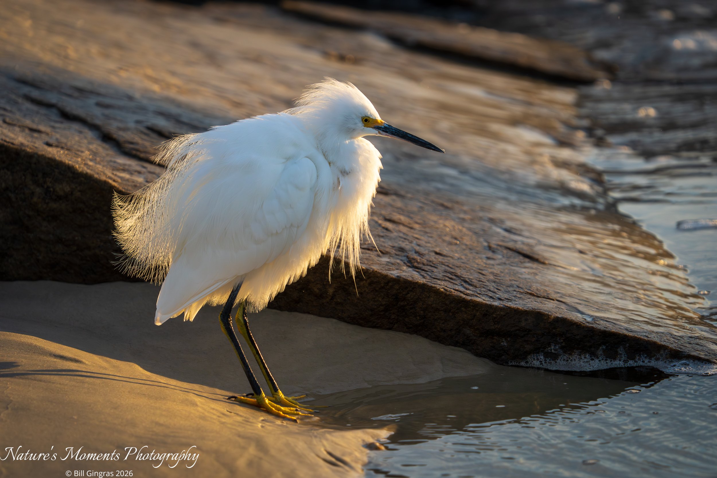 2026-02-03 Birds Wading Birds Egret New Smyrna Beach FL-1.jpg