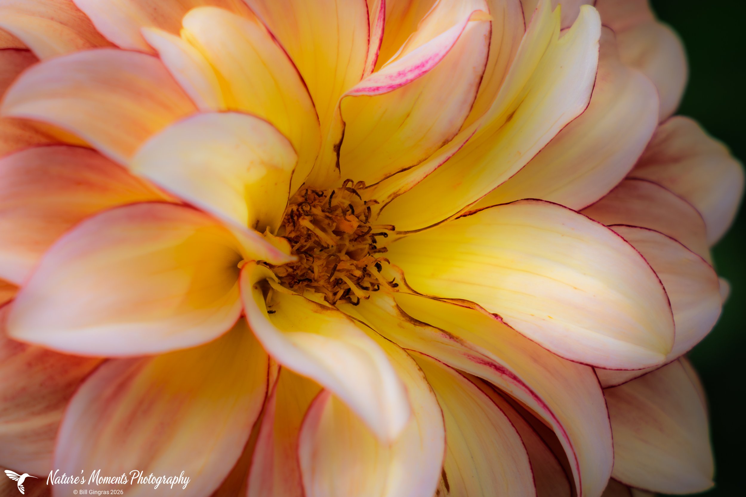 2026-09-02 Landscapes Flowers Dahlia Community Garden OOB ME-1.jpg