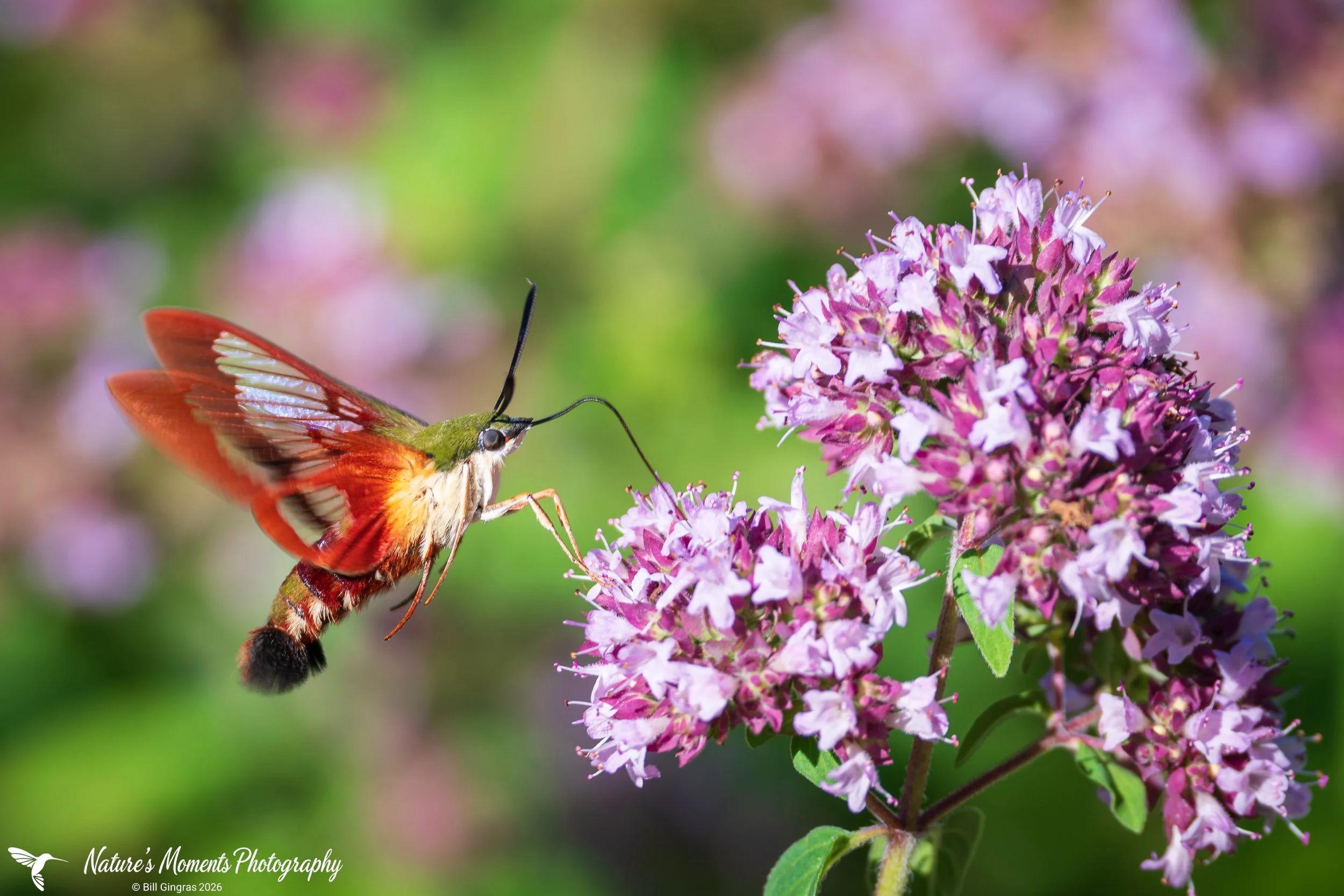 2026-08-07 Macro Hummingbird Moth OOB Community Garden ME-1.jpg