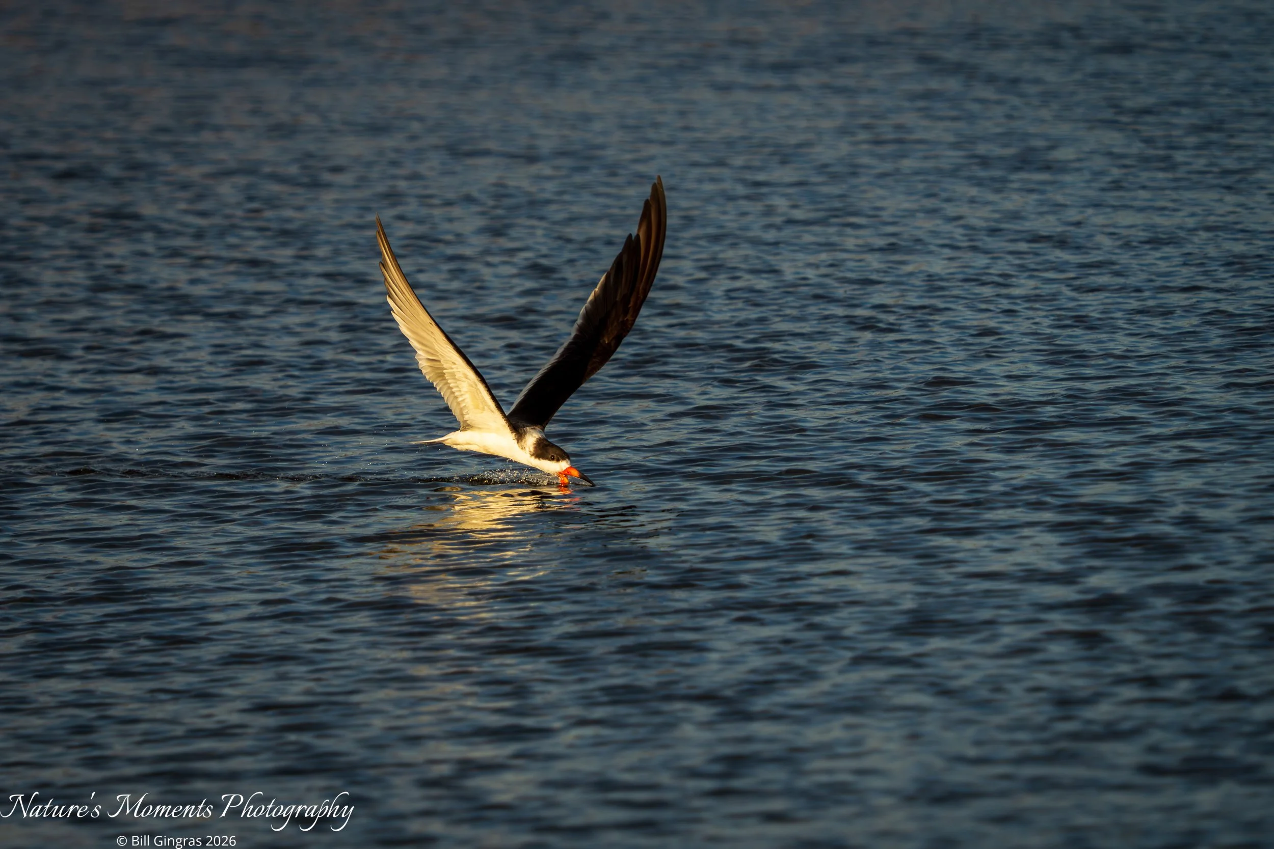 2026-02-04 Birds Wading Black Skimmer-1.jpg