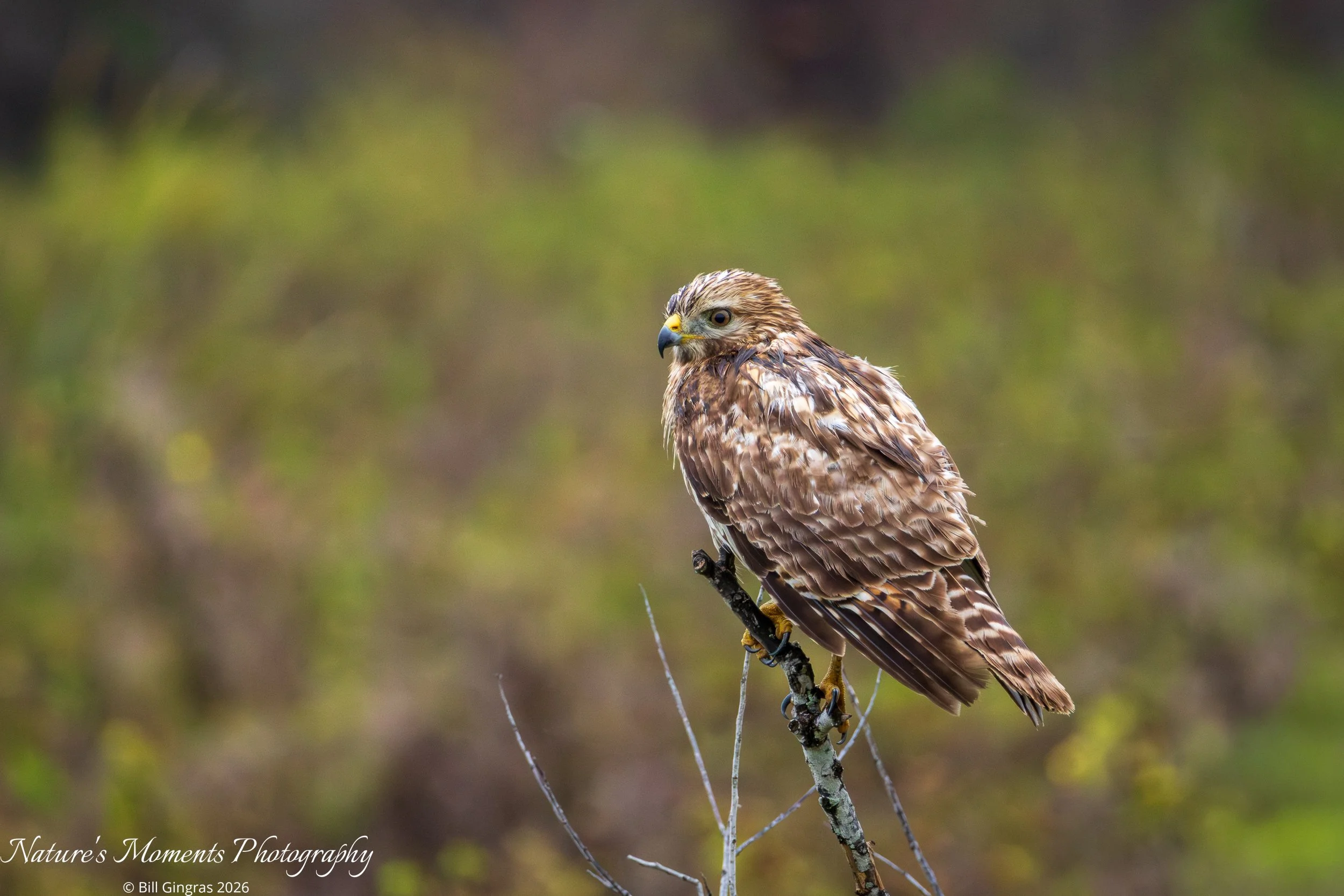 2026-01-14 Wildlife Birds of Prey Hawk Apopka FL-1.jpg