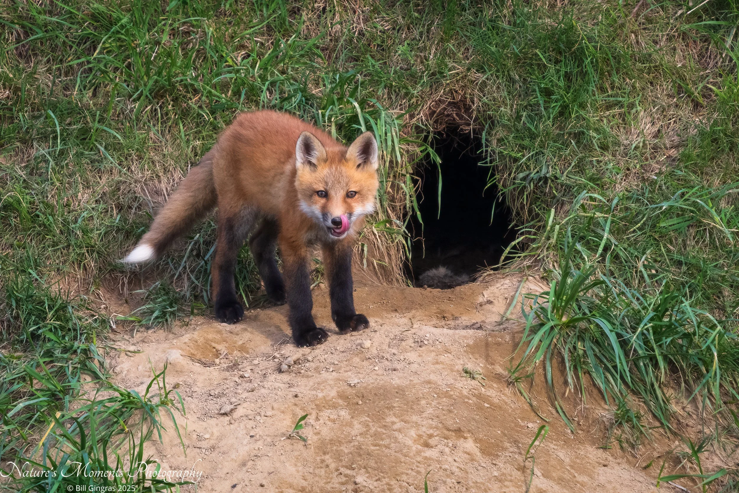 2025-04-29 Wildlife Fox Kit ME-1.jpg
