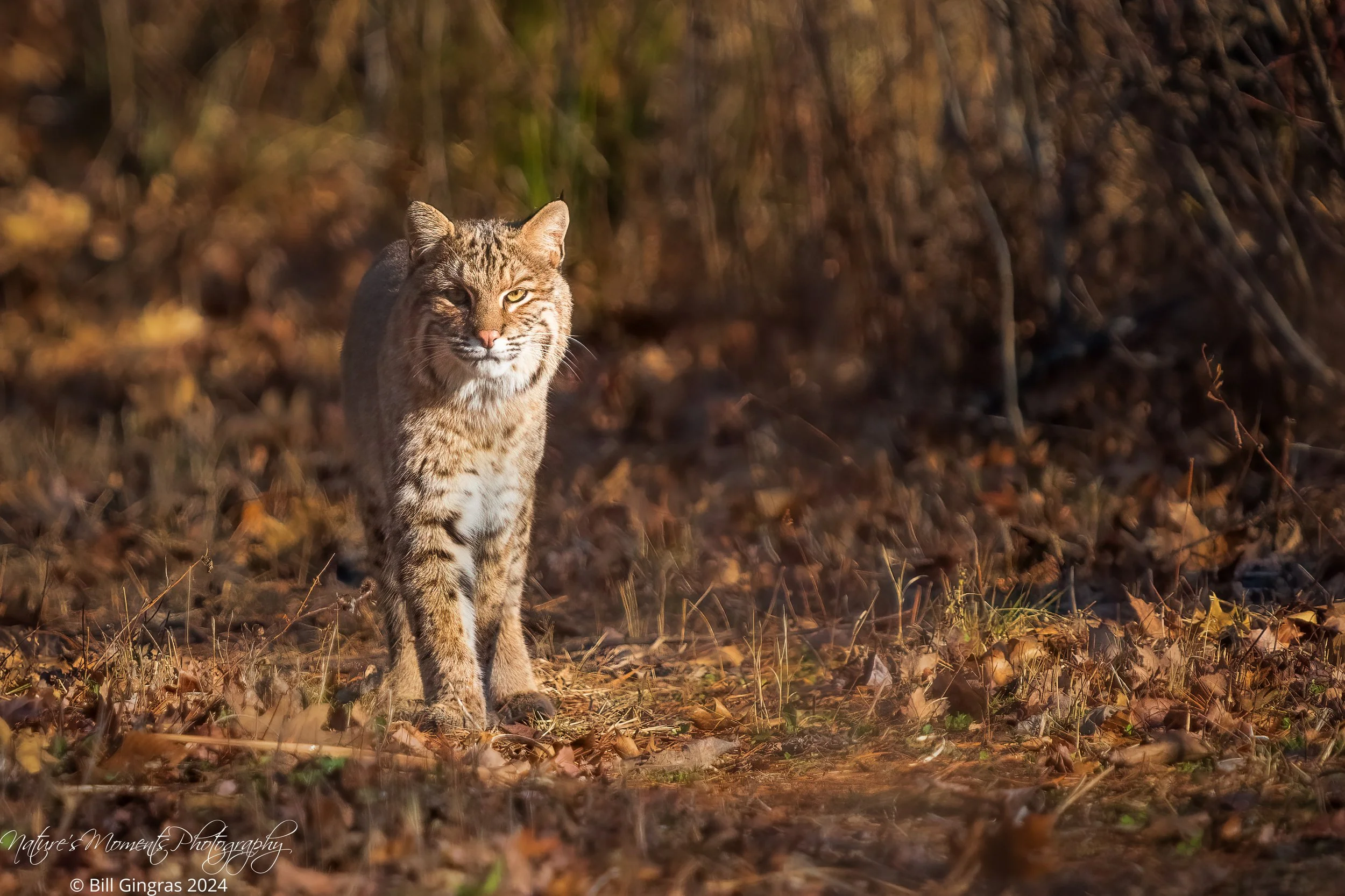 2024-11-15 Wildlife Bobcat NH-1.jpg