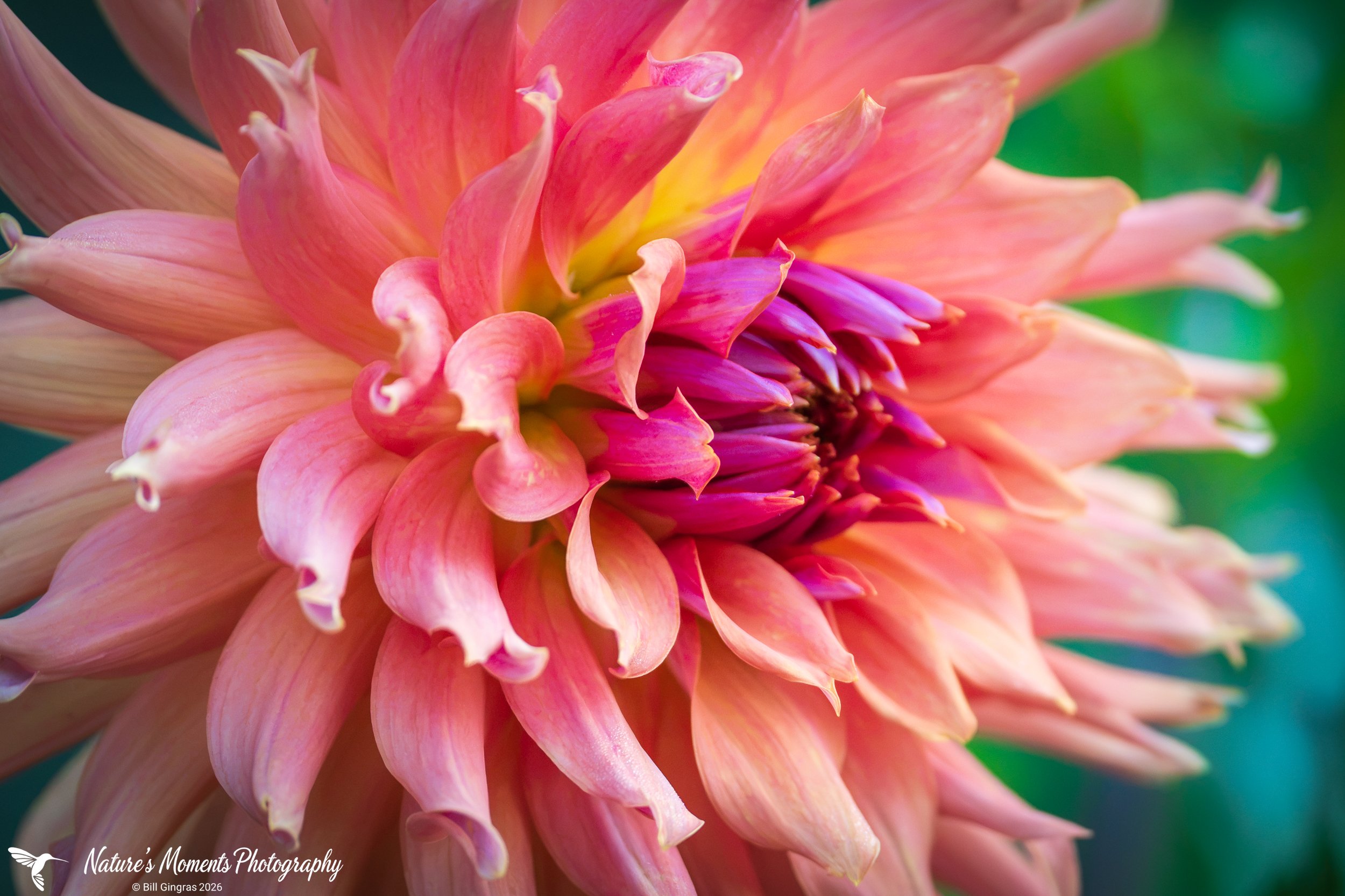 2026-08-01 Landscapes Flowers Dahlia Community Garden OOB ME -1.jpg