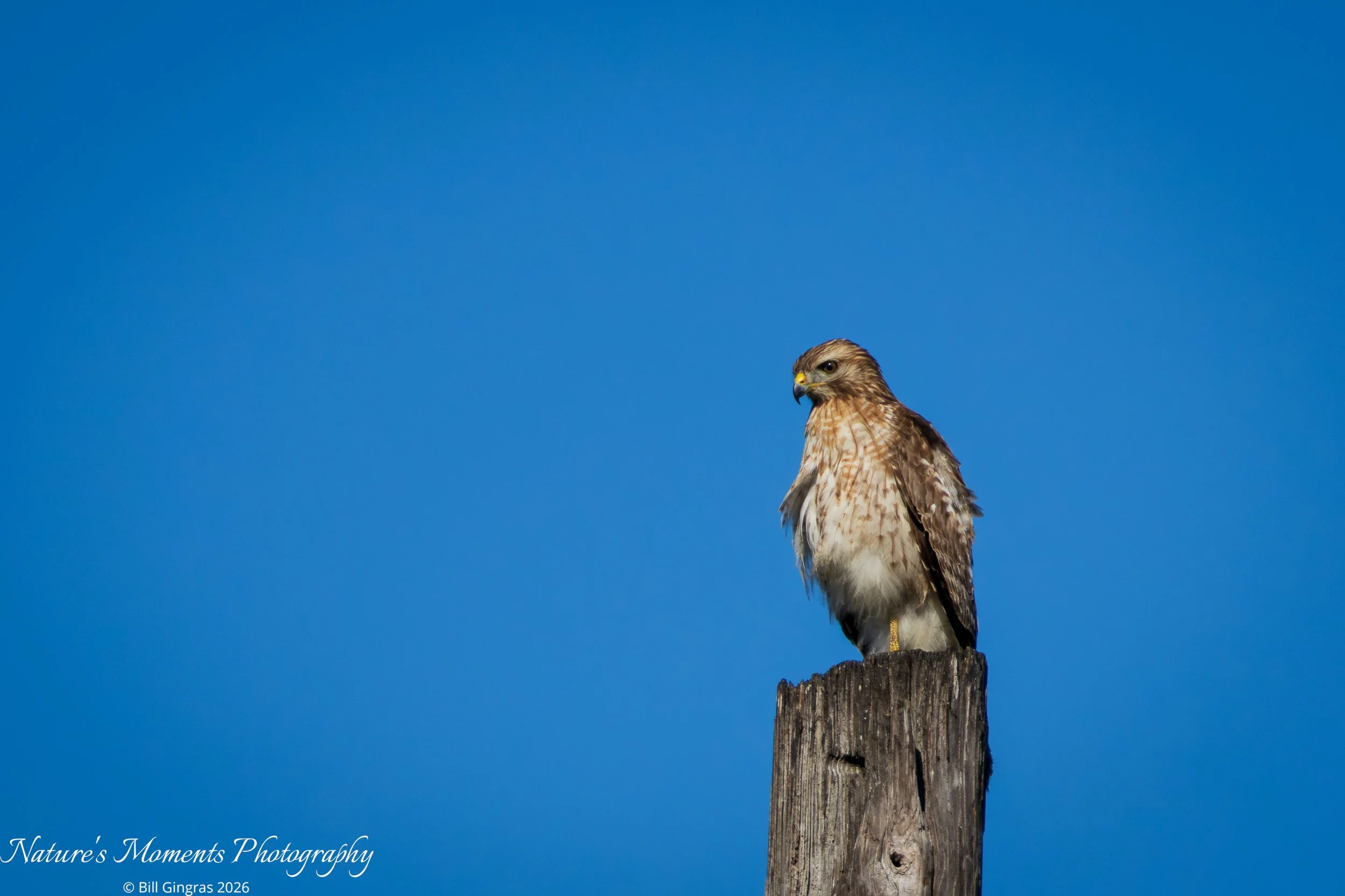 2026-01-09 Apopka Wildlife Drive FL-1.jpg