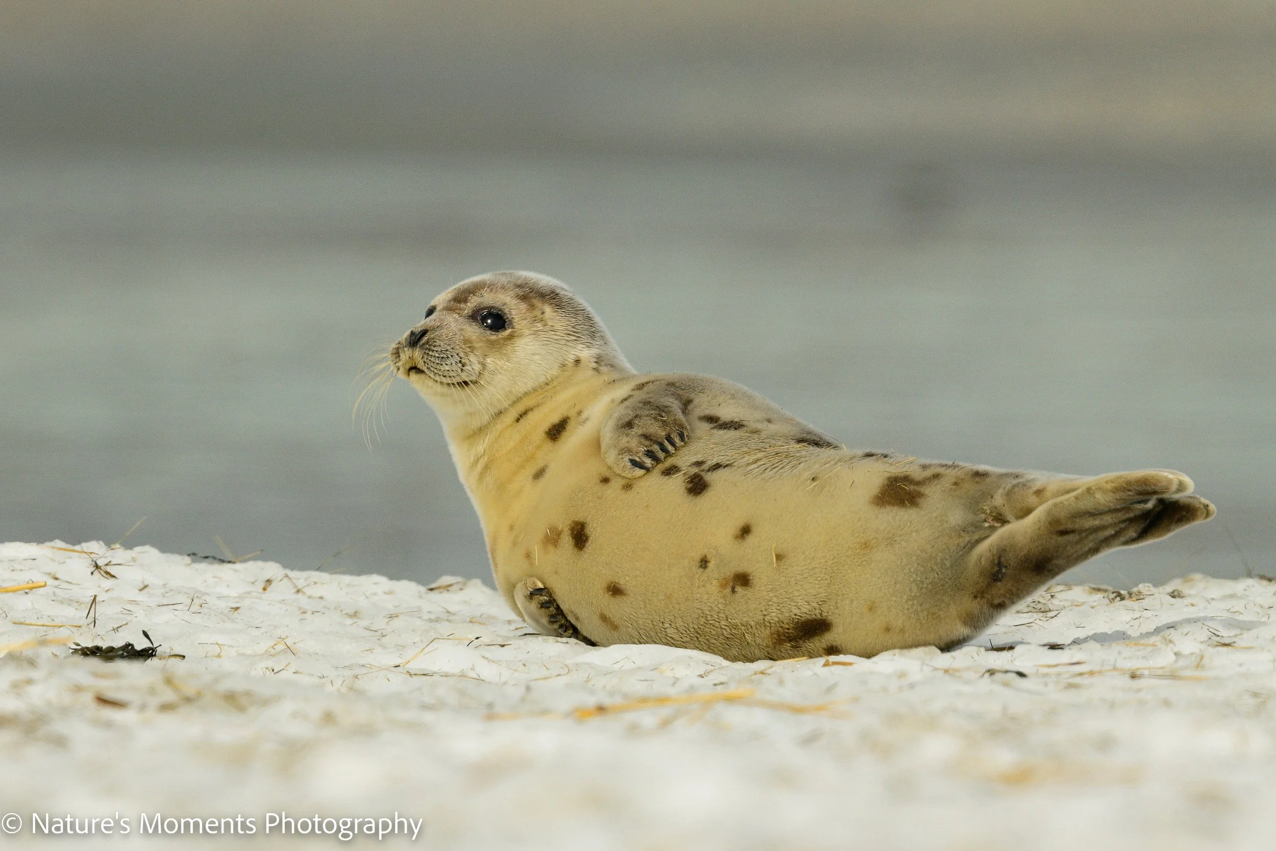 Wildlife-205.jpg