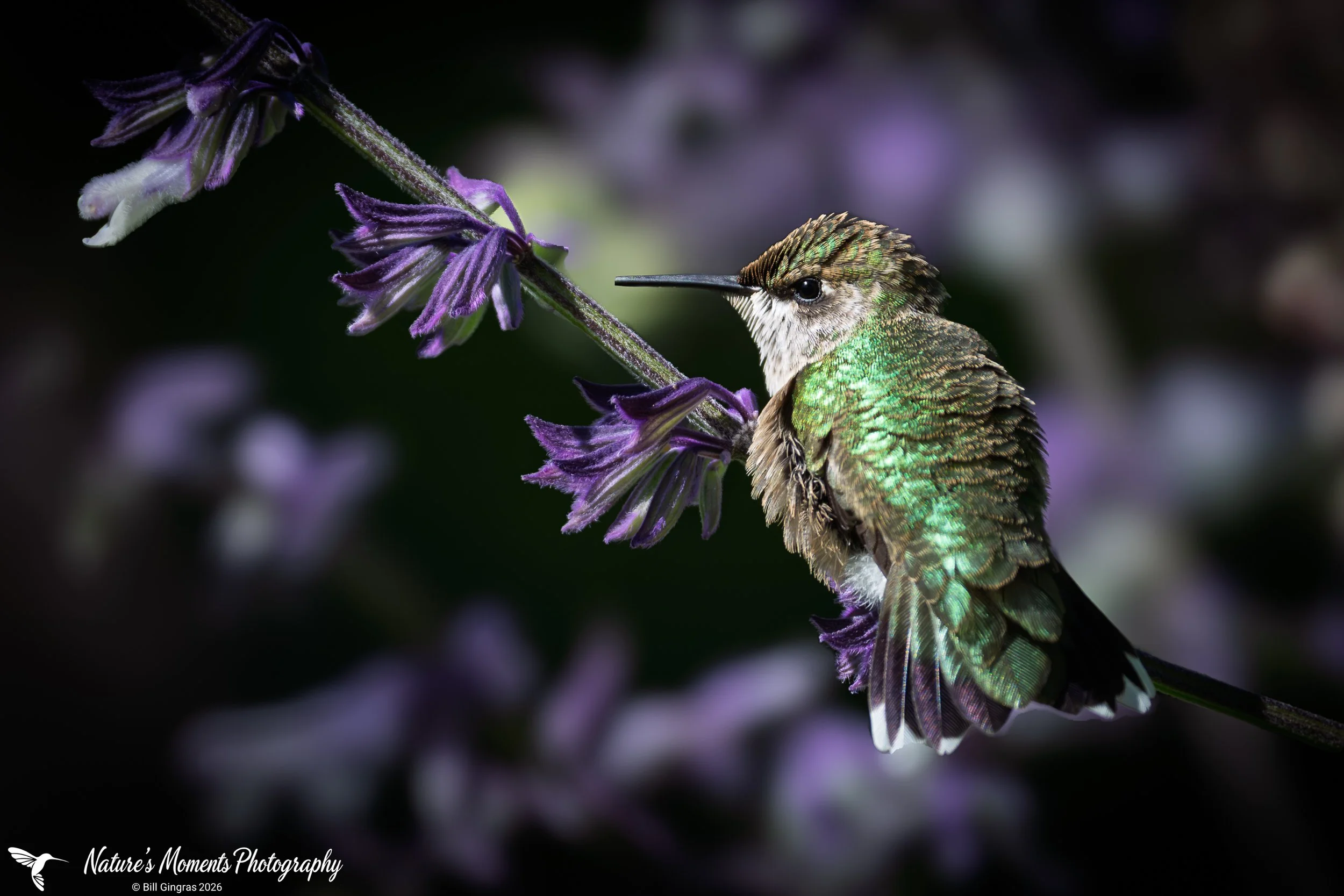 2026-09-15 Birds Songbirds Hummingbird Thuya Garden ME-1.jpg